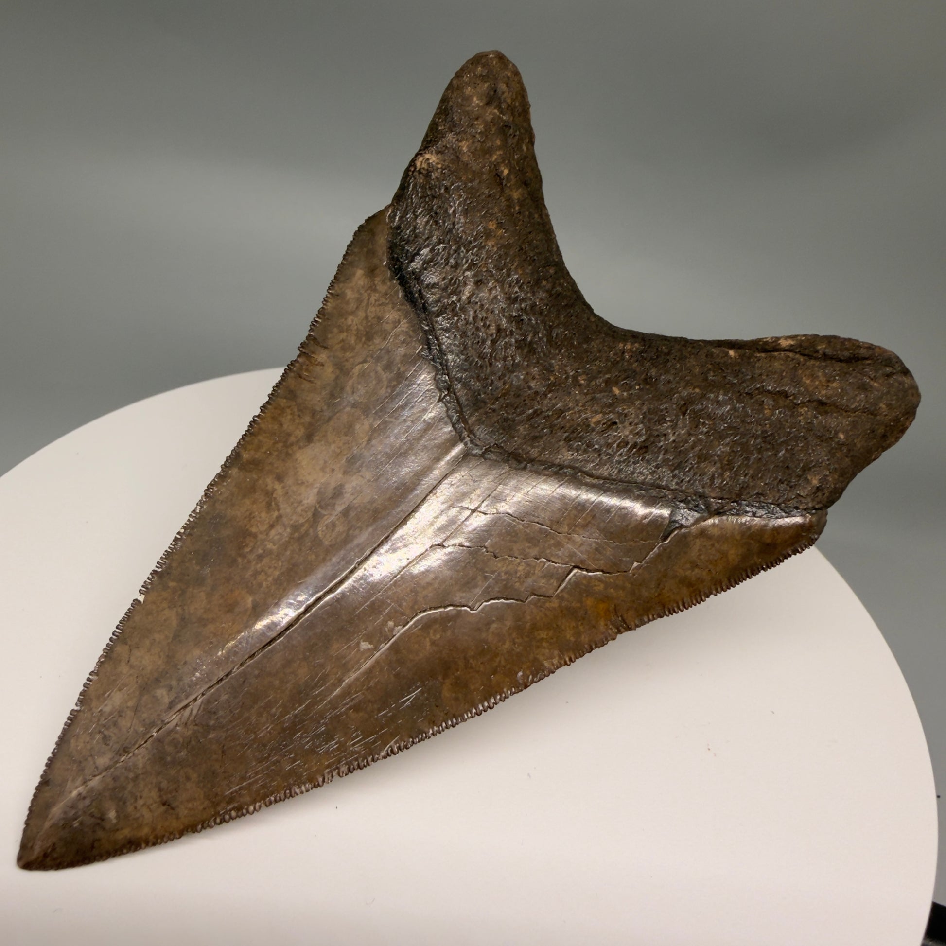 Back Right View Amazing prints, lower 4.61" Fossil Megalodon Tooth from Georgia MJ188 