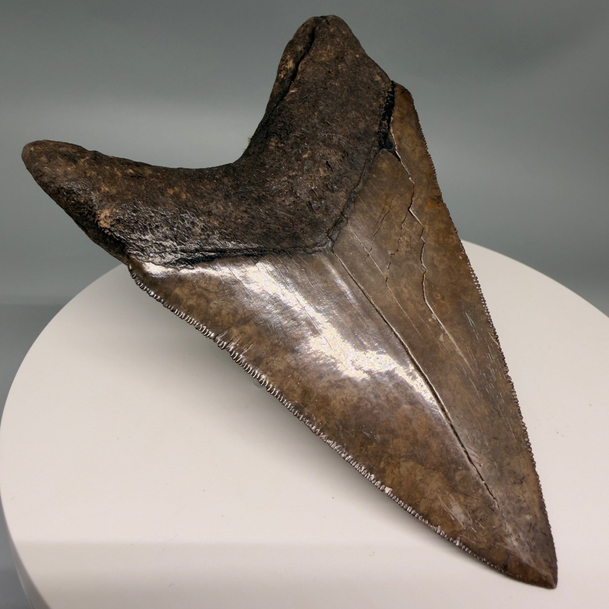Back Left View Amazing prints, lower 4.61" Fossil Megalodon Tooth from Georgia MJ188 