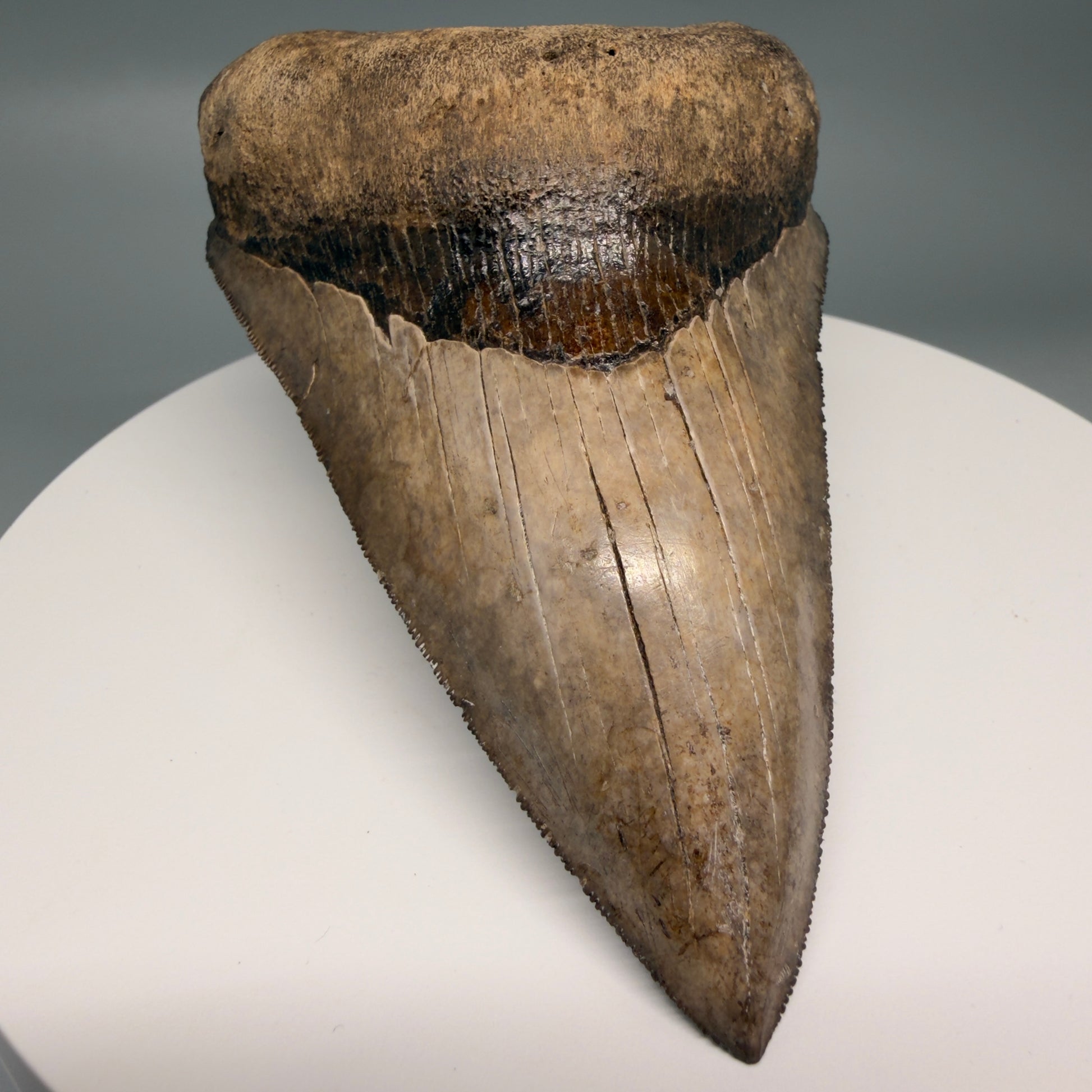 Front View Amazing prints, lower 4.61" Fossil Megalodon Tooth from Georgia MJ188 - 2