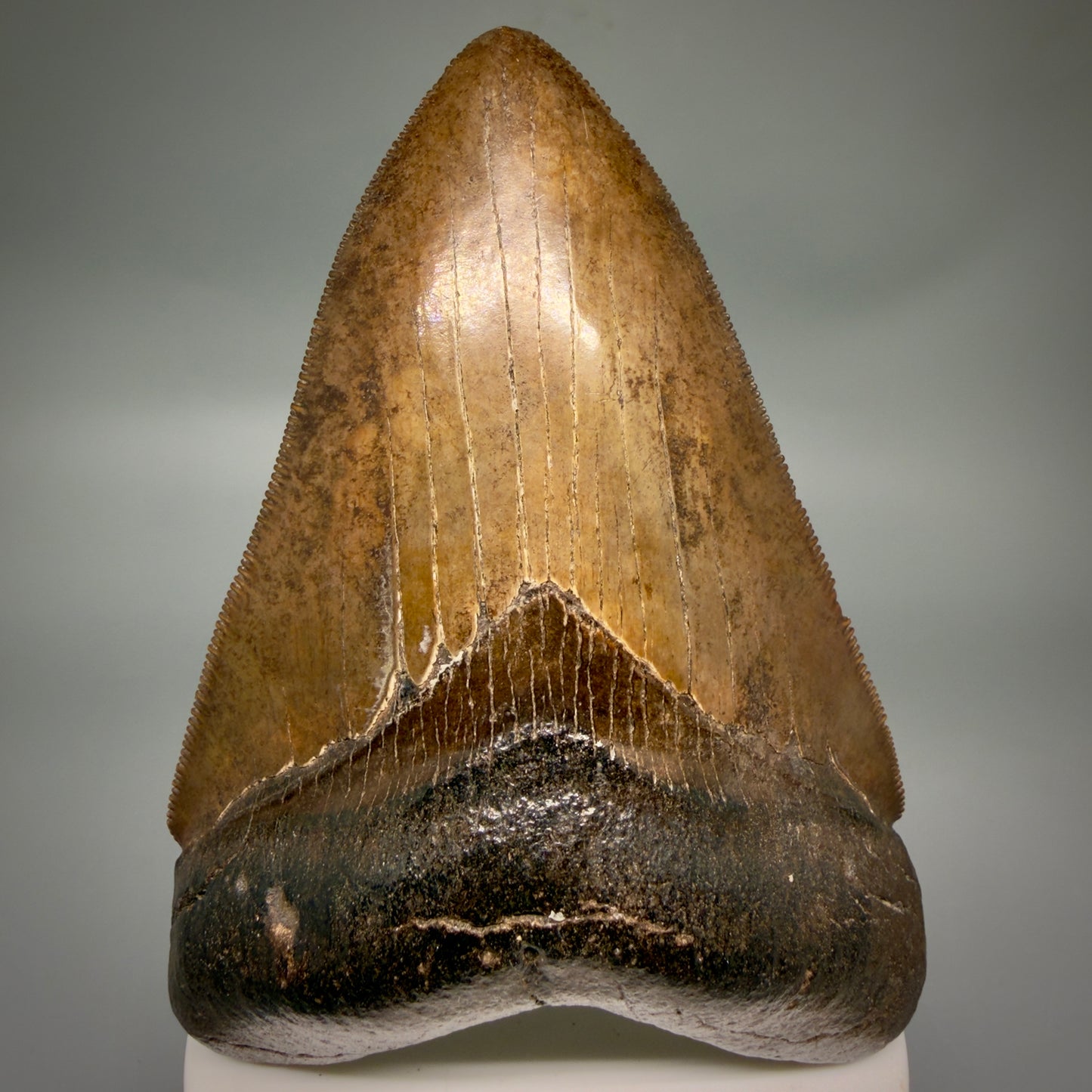 Front View Brown prints, sharply serrated 4.06" Fossil Megalodon Tooth from Georgia MJ176 - 1