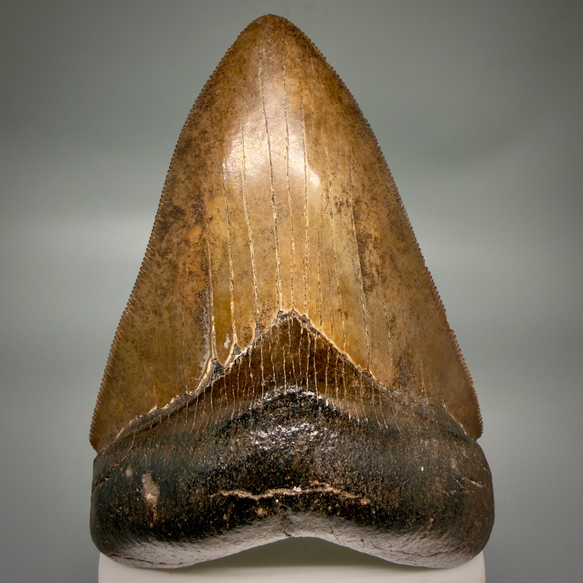 Front View Brown prints, sharply serrated 4.06" Fossil Megalodon Tooth from Georgia MJ176 - 1