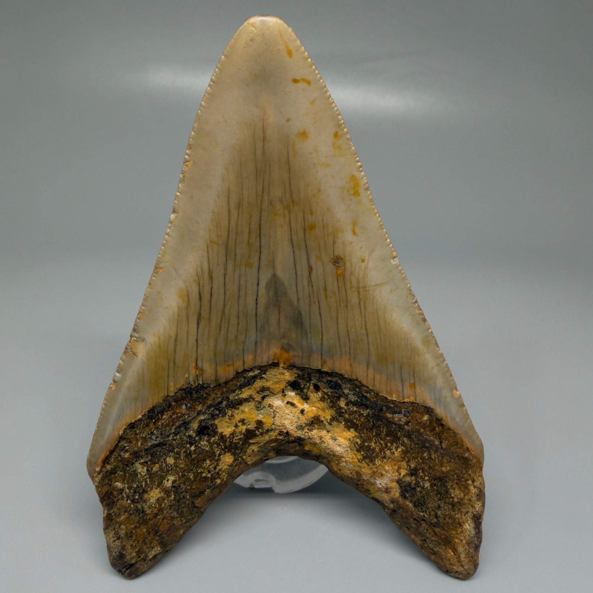 Back View Colorful 3.81" Fossil Megalodon Tooth from North Carolina CM5443 