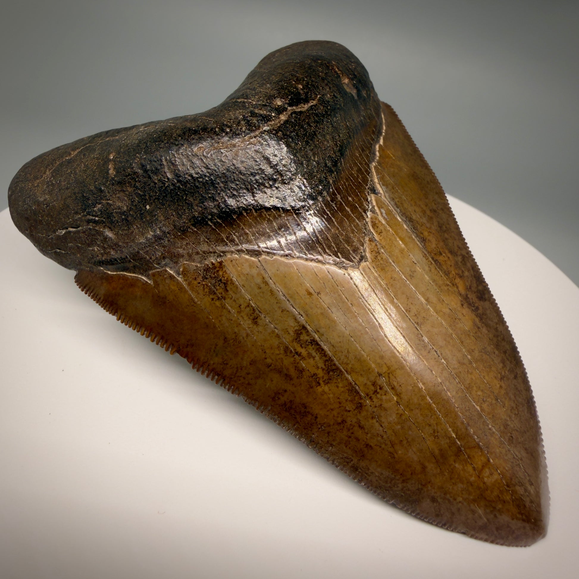 Front Left View Brown prints, sharply serrated 4.06" Fossil Megalodon Tooth from Georgia MJ176 