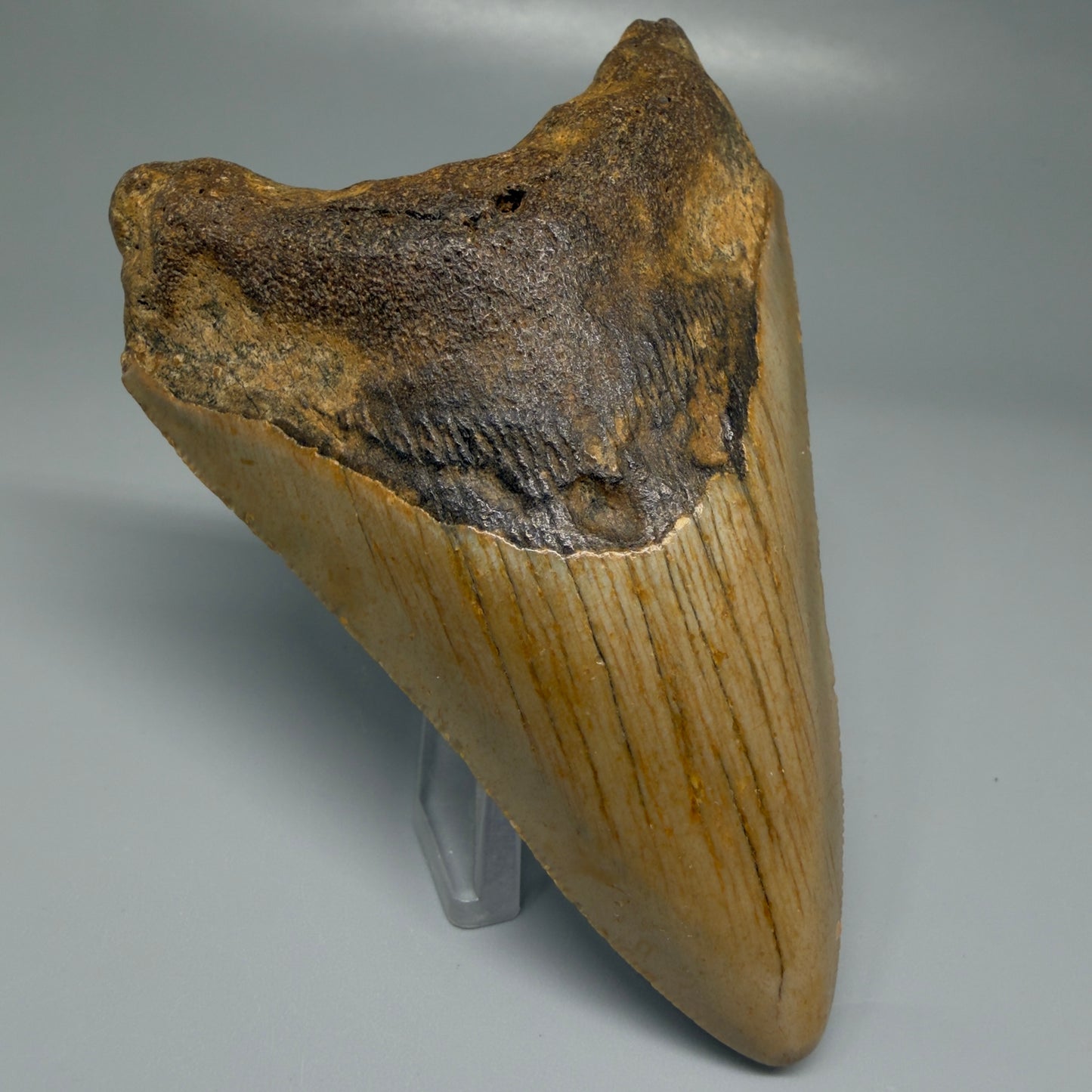 Front Left View Colorful 3.81" Fossil Megalodon Tooth from North Carolina CM5443 