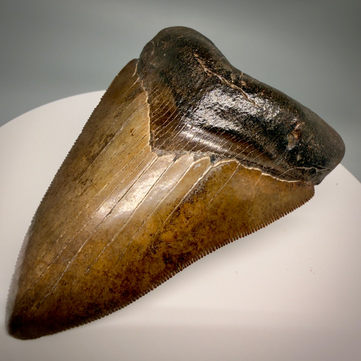 Front Right View Brown prints, sharply serrated 4.06" Fossil Megalodon Tooth from Georgia MJ176 
