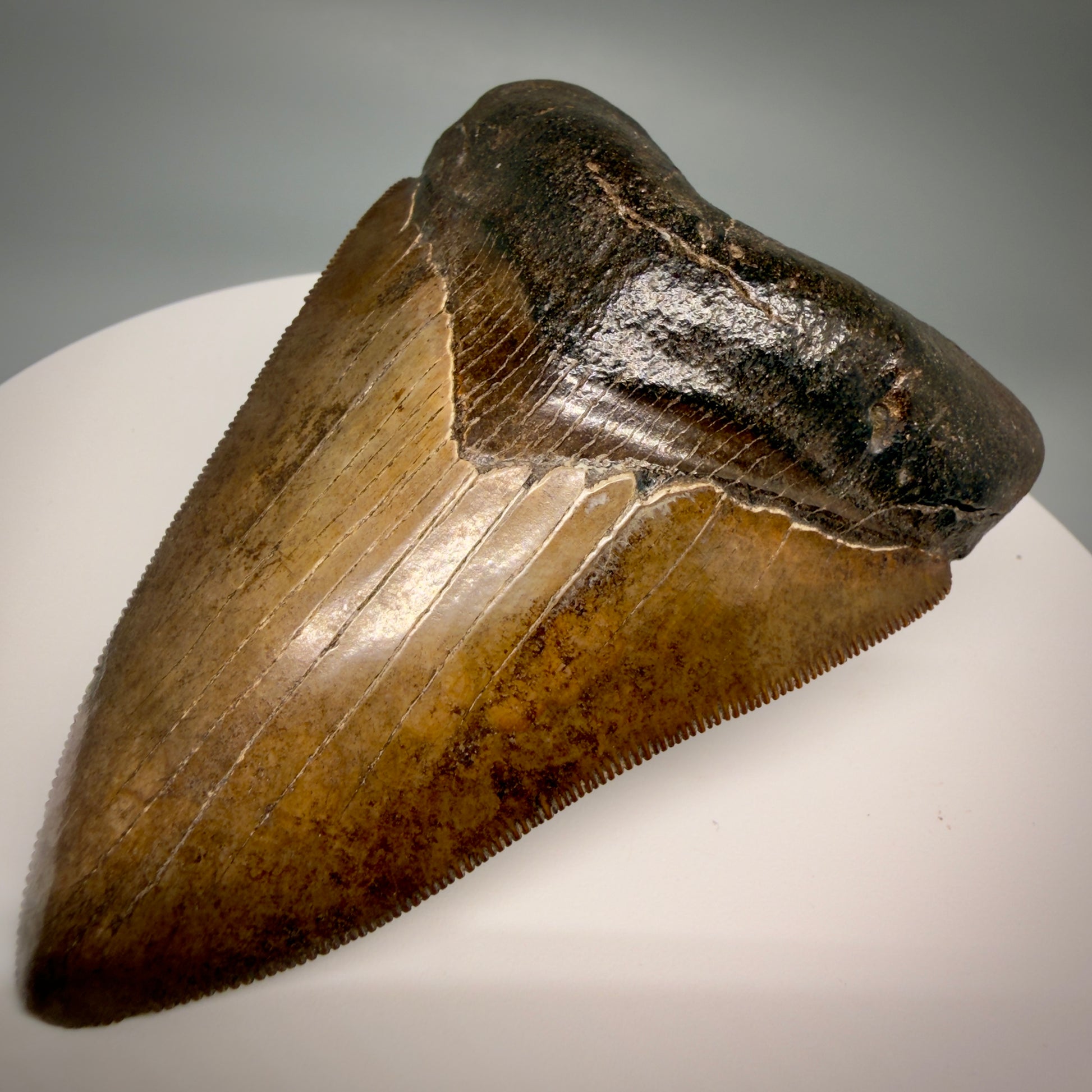 Front Right View Brown prints, sharply serrated 4.06" Fossil Megalodon Tooth from Georgia MJ176 