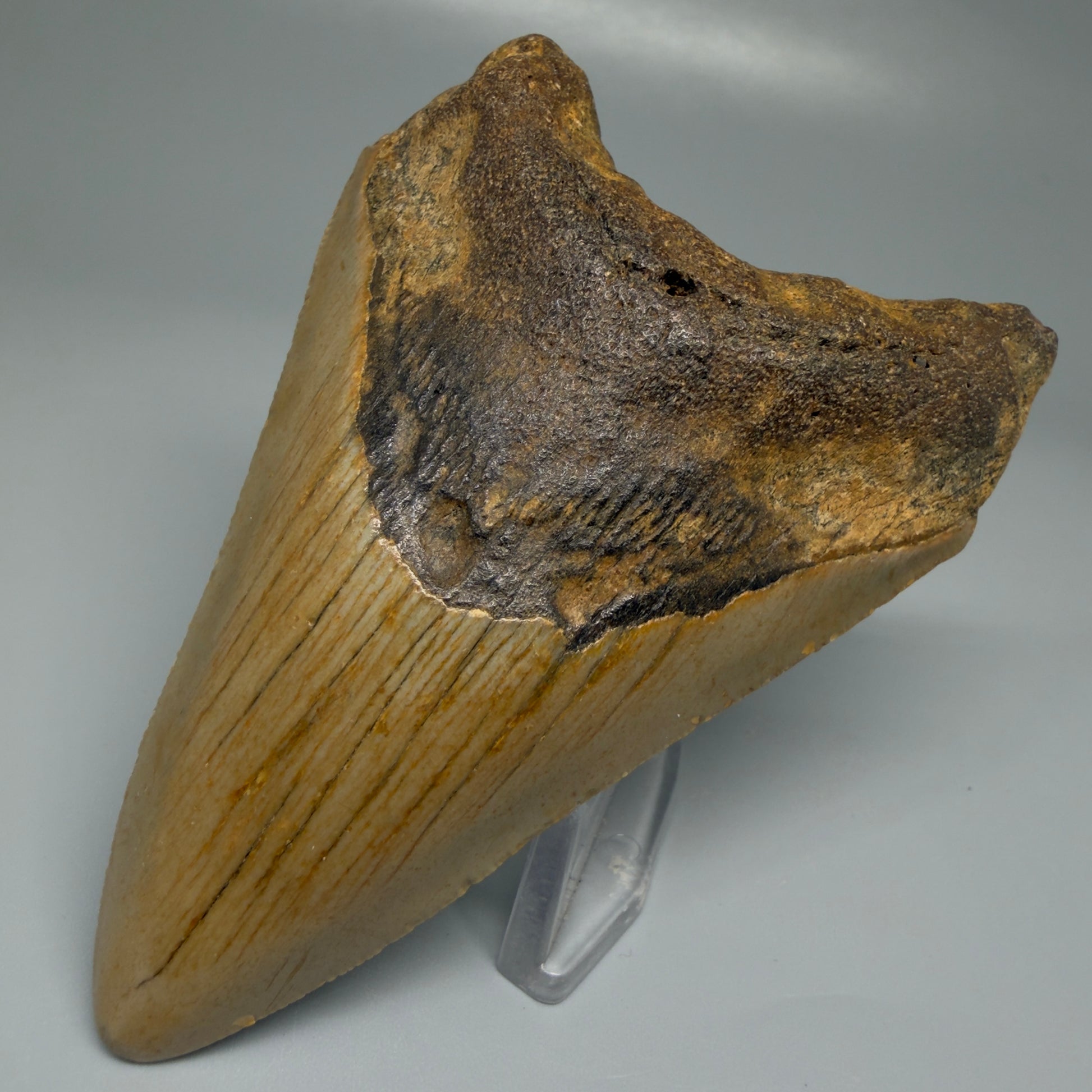 Front Right View Colorful 3.81" Fossil Megalodon Tooth from North Carolina CM5443 