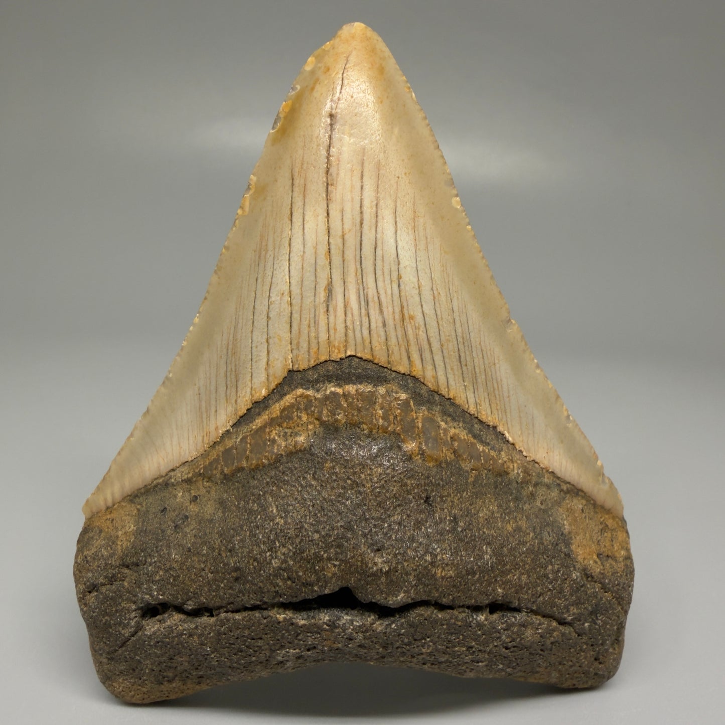 Front View Colorful 3.49" Fossil Megalodon Tooth from North Carolina CM5439