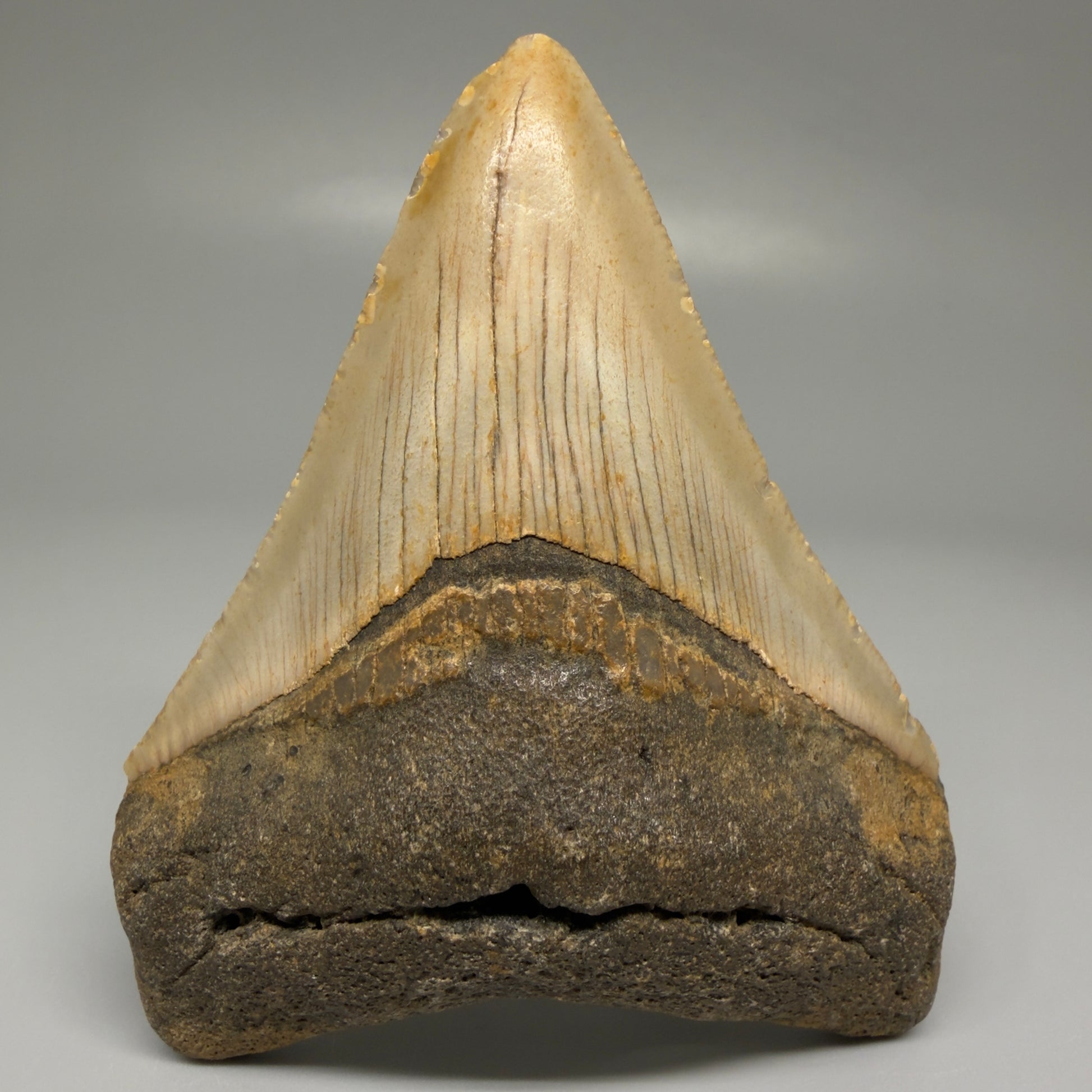 Front View Colorful 3.49" Fossil Megalodon Tooth from North Carolina CM5439