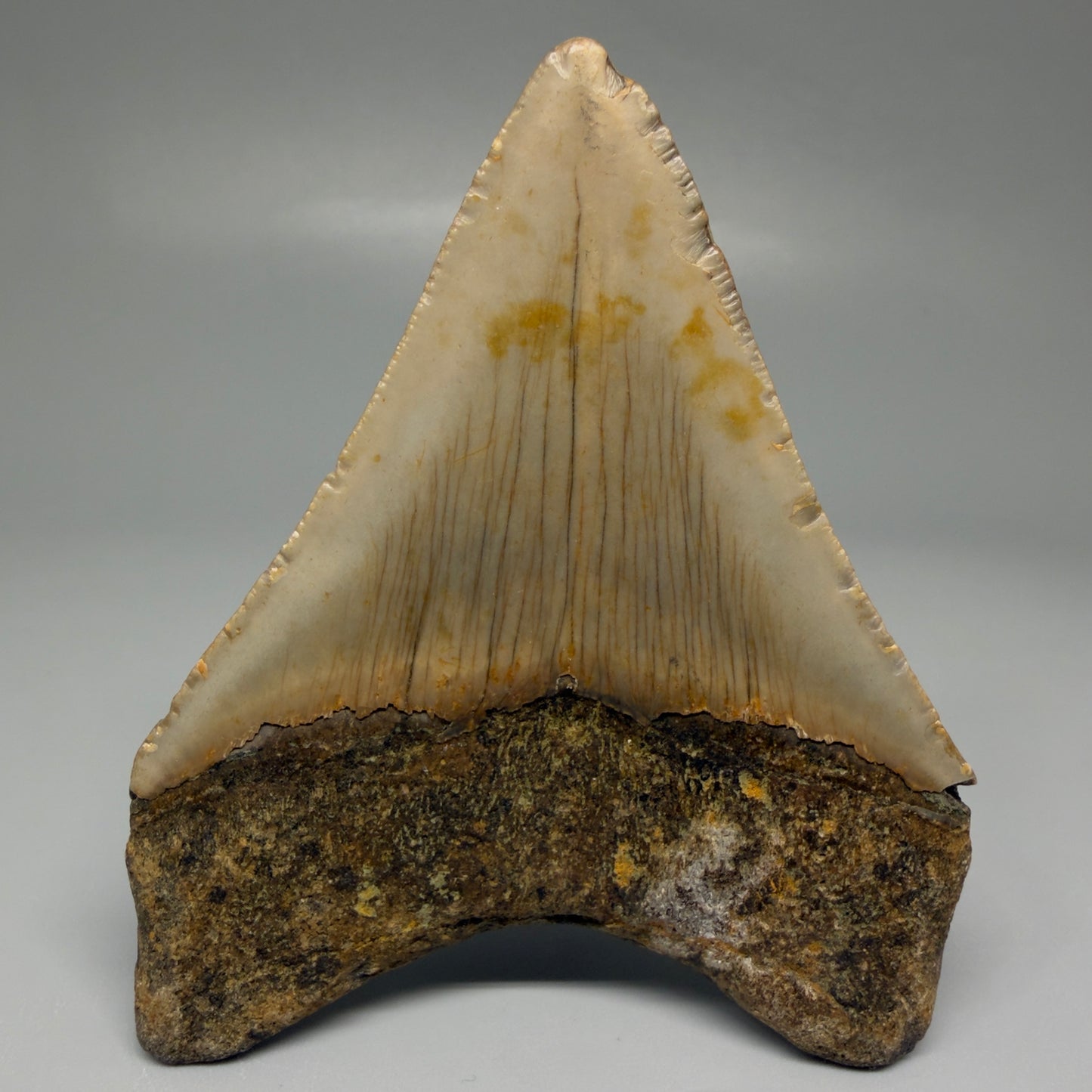 Back View Colorful 3.49" Fossil Megalodon Tooth from North Carolina CM5439