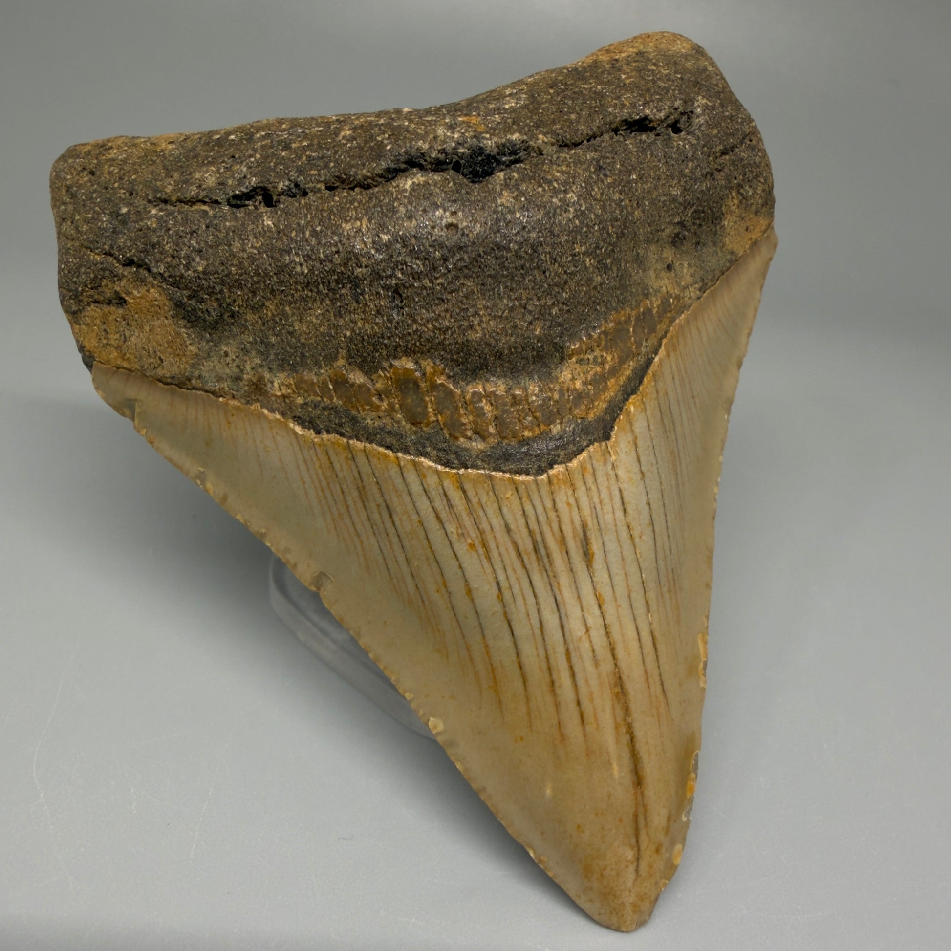 Front Left View Colorful 3.49" Fossil Megalodon Tooth from North Carolina CM5439