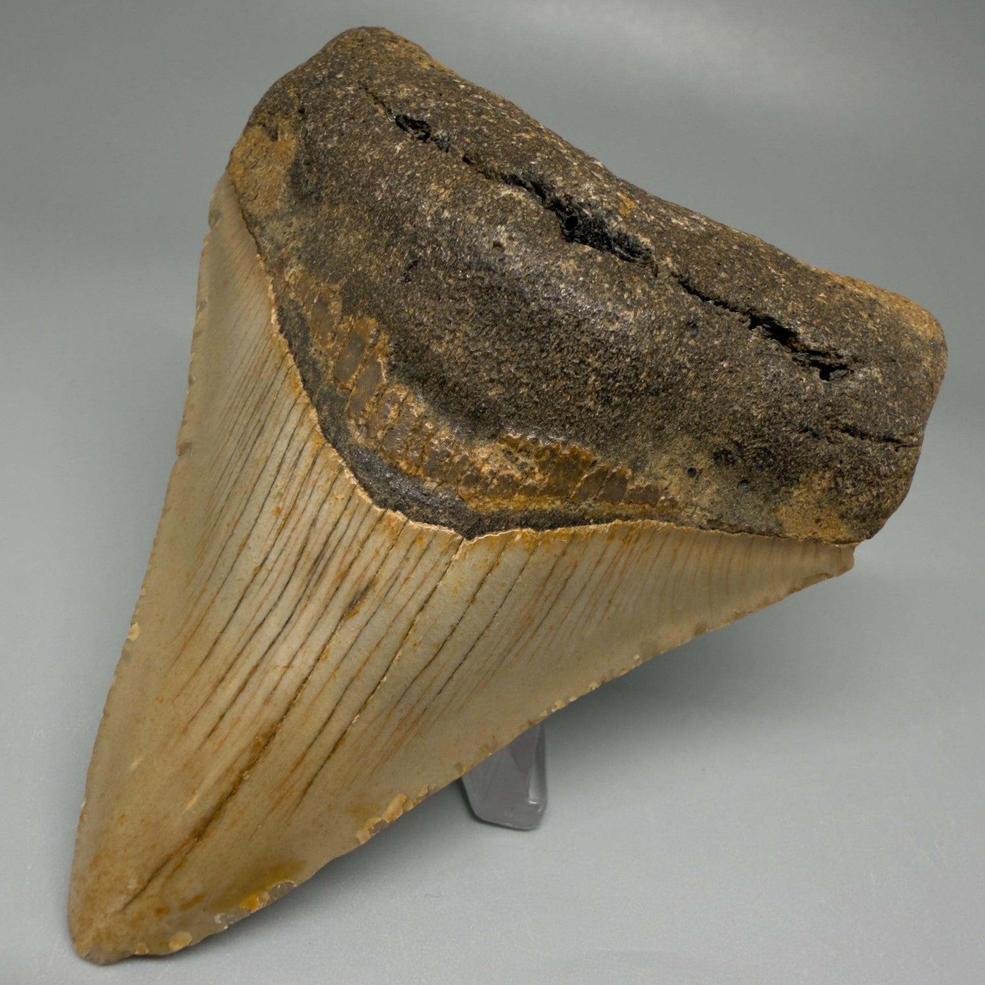 Front Right View Colorful 3.49" Fossil Megalodon Tooth from North Carolina CM5439