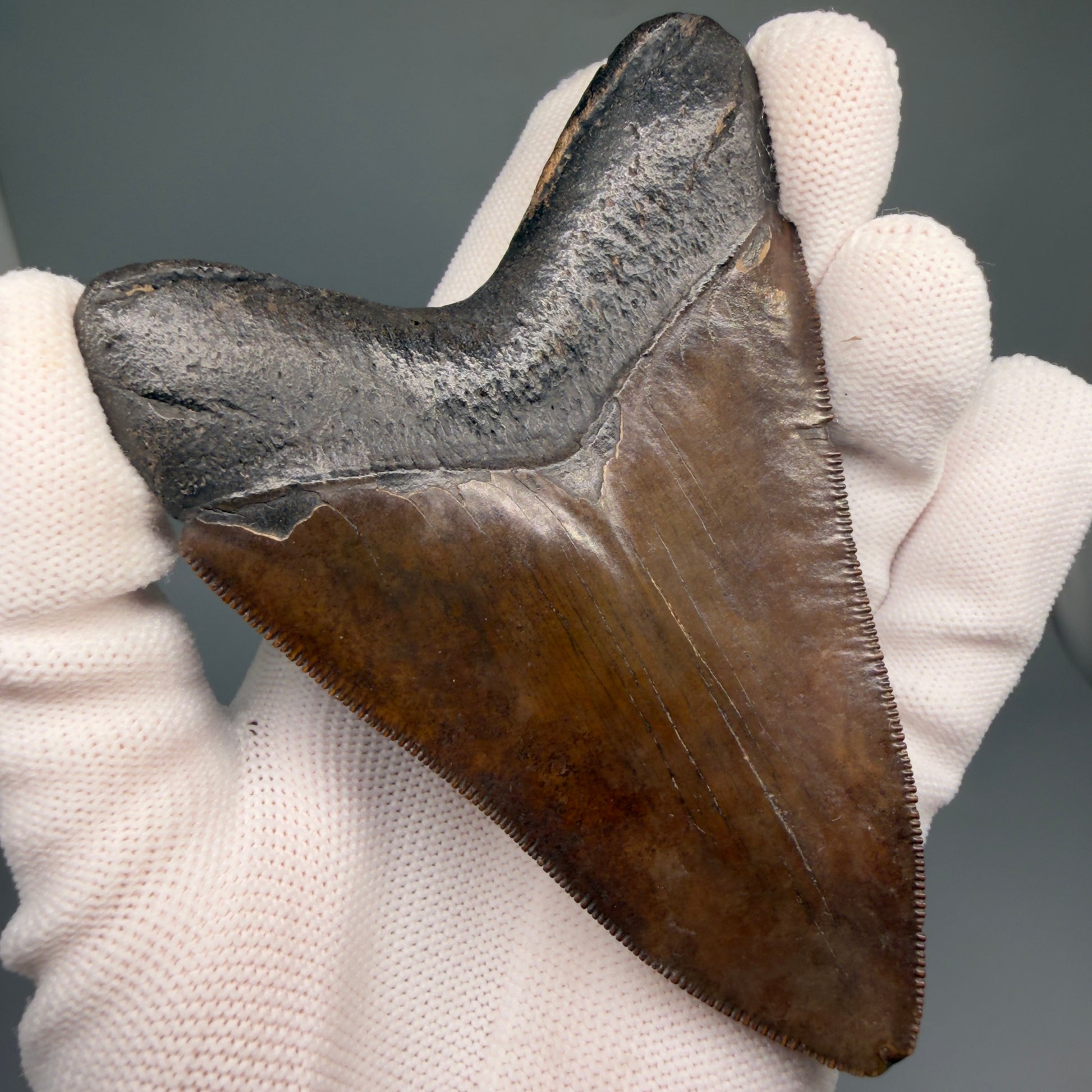 Back Left View Brown prints, sharply serrated 4.06" Fossil Megalodon Tooth from Georgia MJ176 