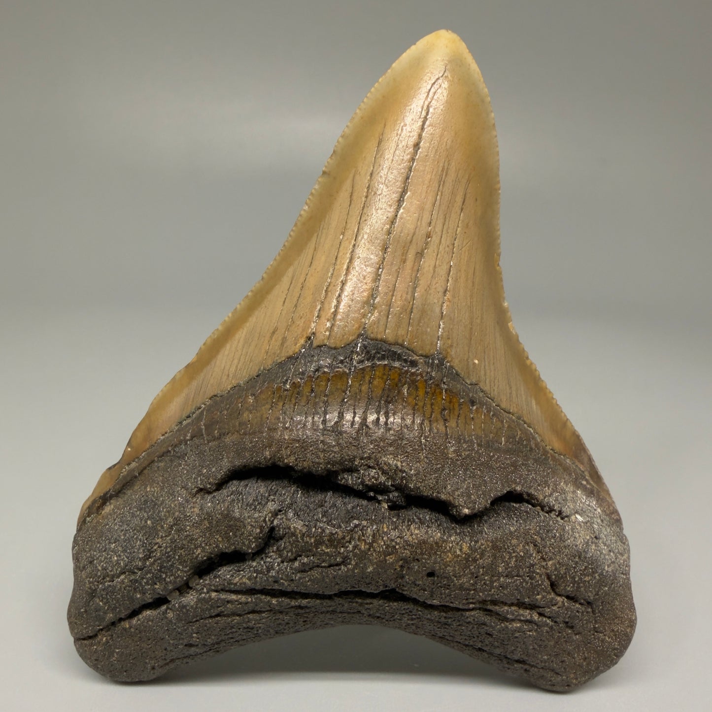Front View Colorful 3.71" Fossil Megalodon Tooth from North Carolina CM5441