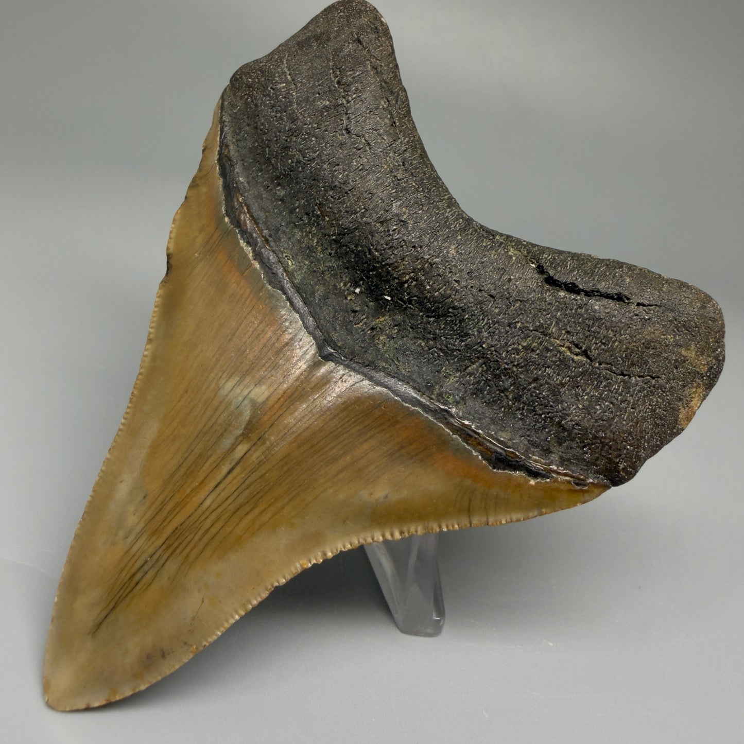 Back Right View Colorful 3.71" Fossil Megalodon Tooth from North Carolina CM5441