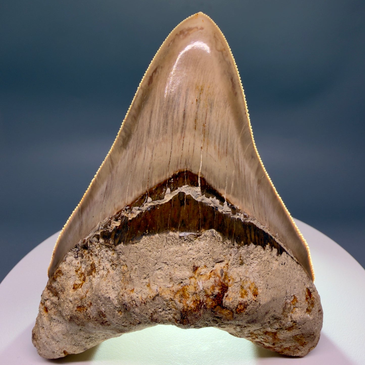 Front View Collector's quality 4.31" Colorful Fossil Megalodon Tooth from Indonesia MJ178 - 1