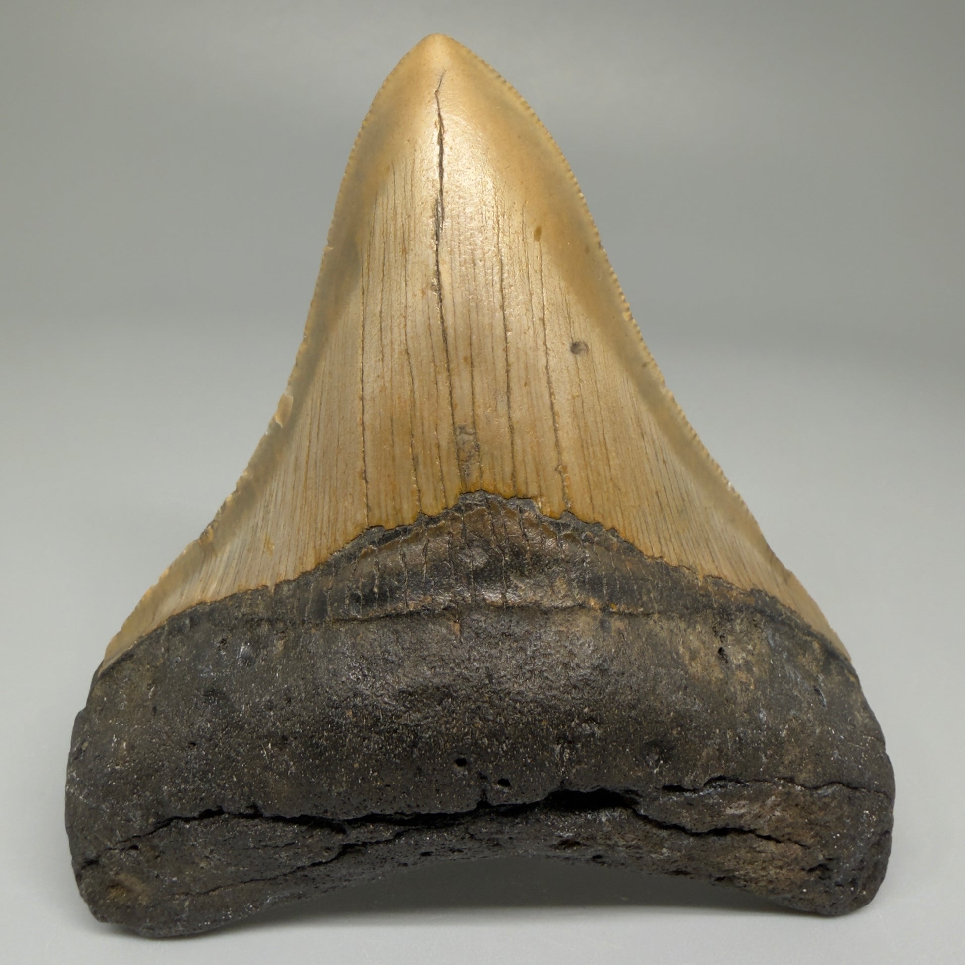 Front View Colorful 3.63" Fossil Megalodon Tooth from North Carolina CM5440 