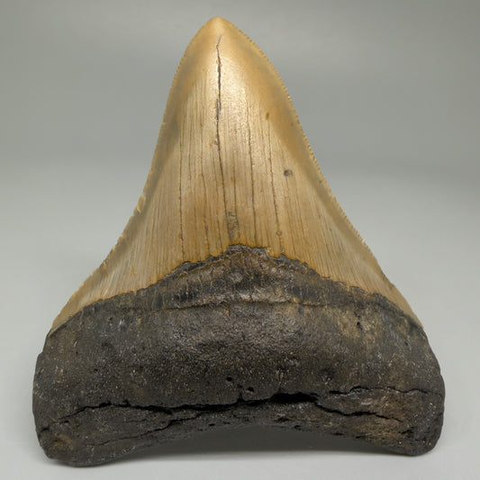 Front View Colorful 3.63" Fossil Megalodon Tooth from North Carolina CM5440 