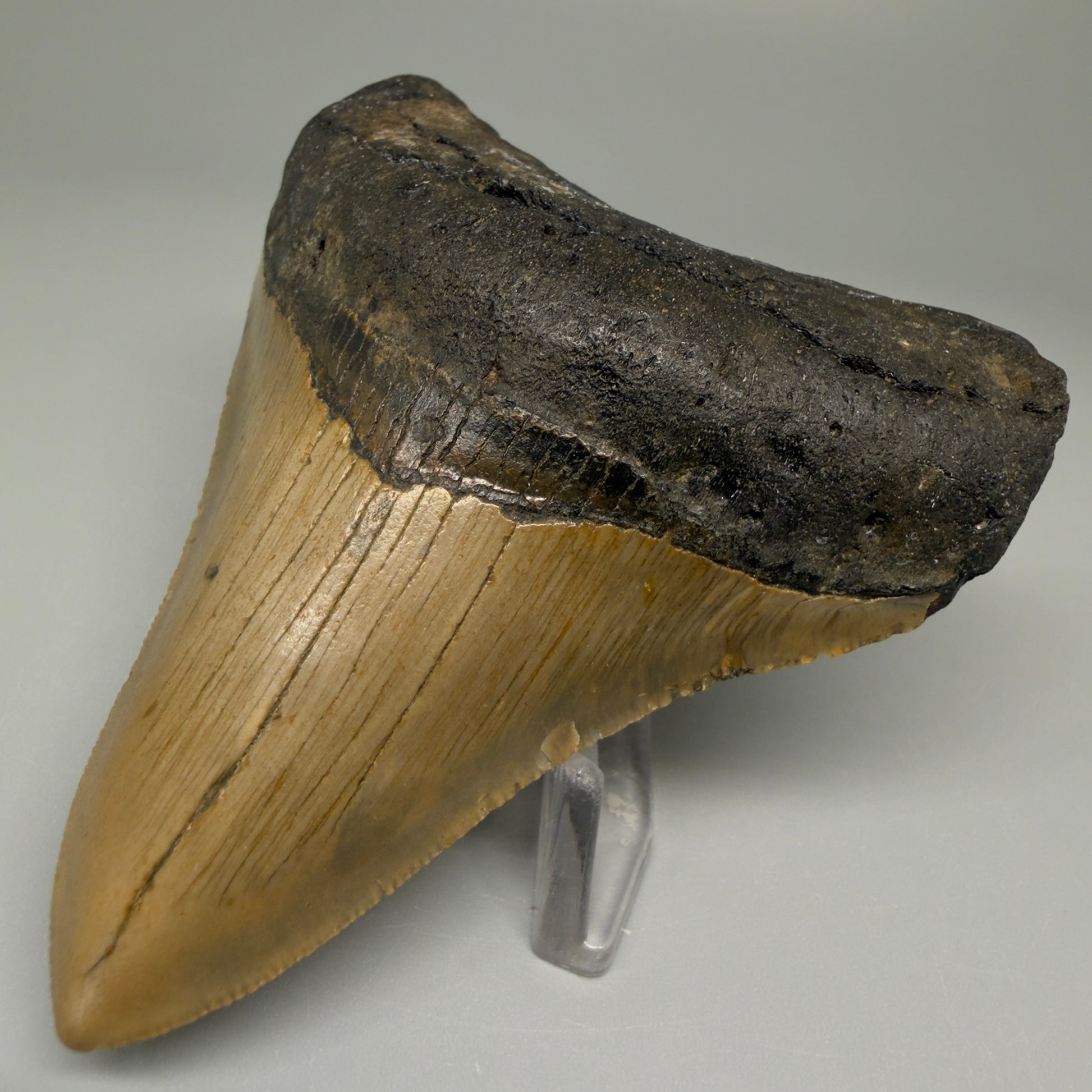 Front Right View Colorful 3.63" Fossil Megalodon Tooth from North Carolina CM5440 