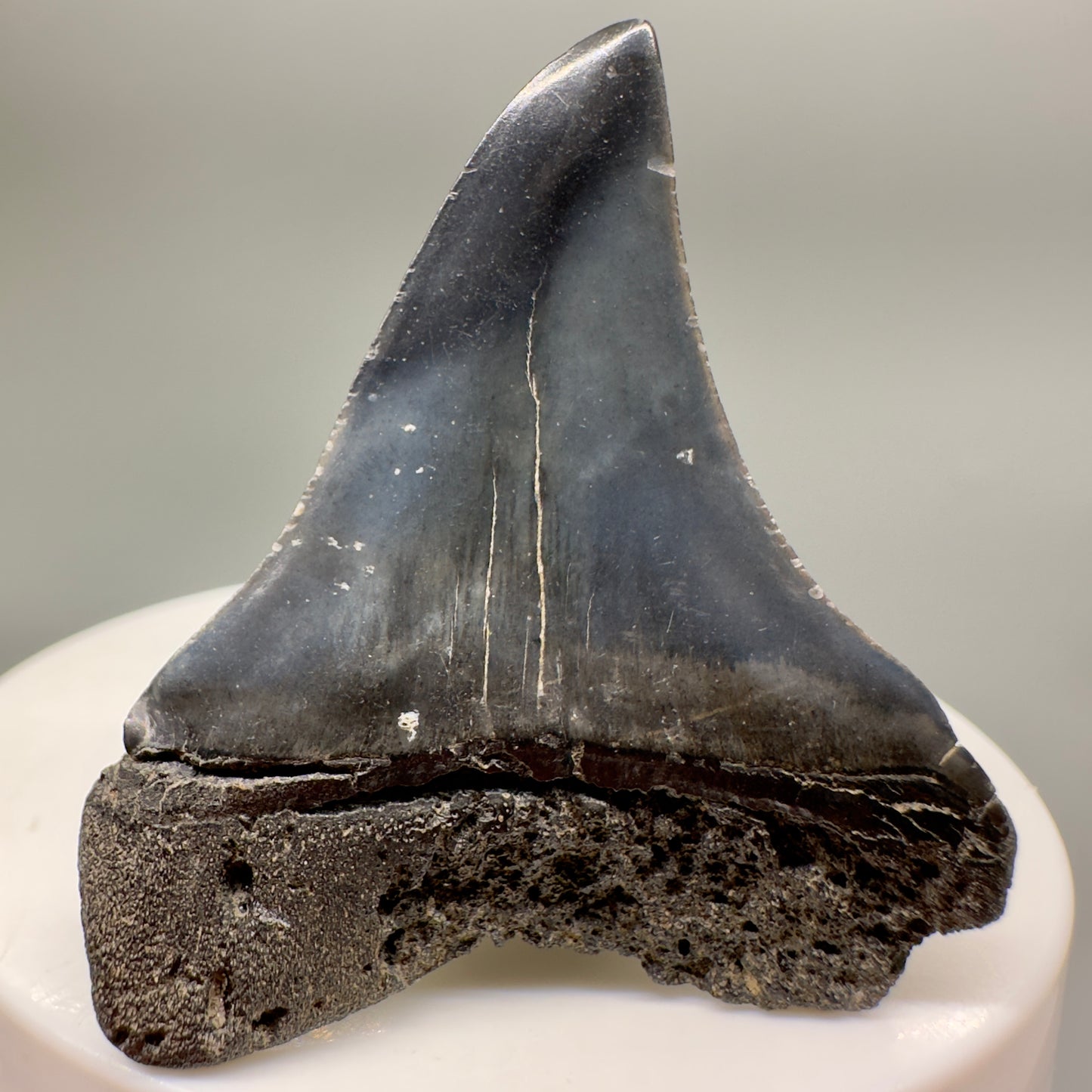 Huge upper 1.88" Fossil Extinct Mako - Isurus hastalis Shark Tooth from Southeast USA M566 - Back