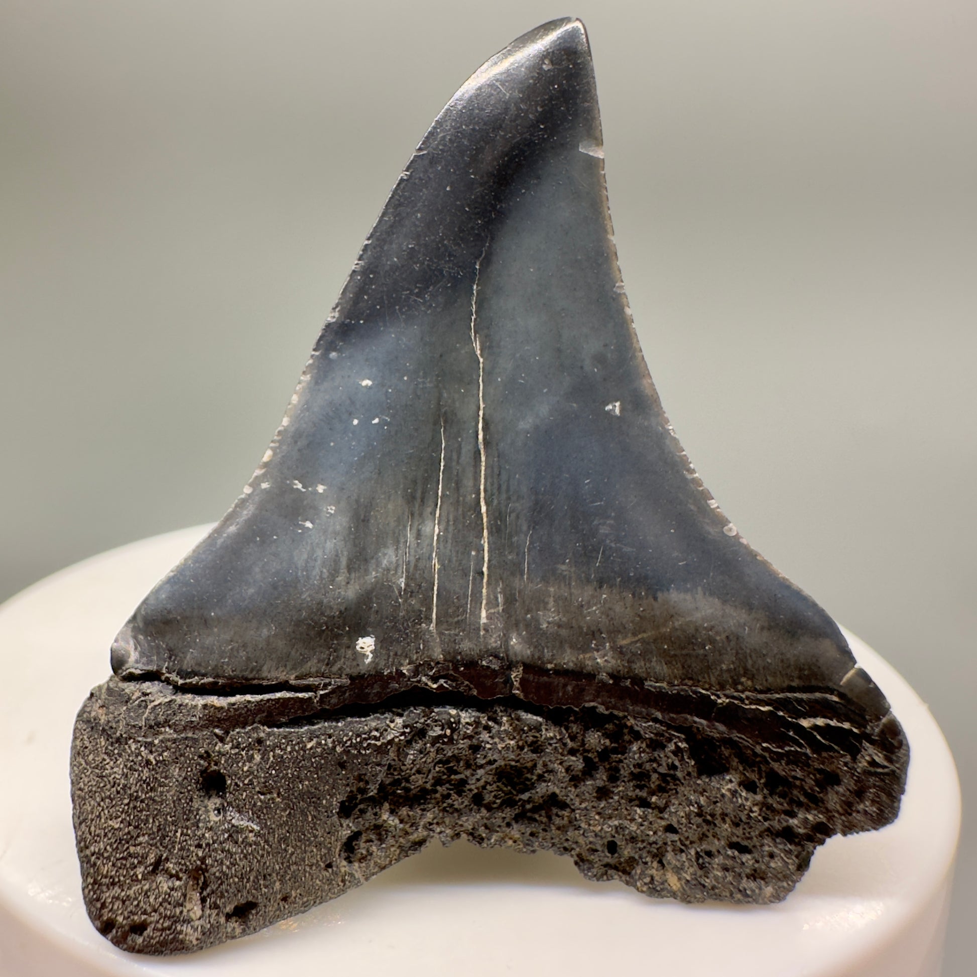 Huge upper 1.88" Fossil Extinct Mako - Isurus hastalis Shark Tooth from Southeast USA M566 - Back