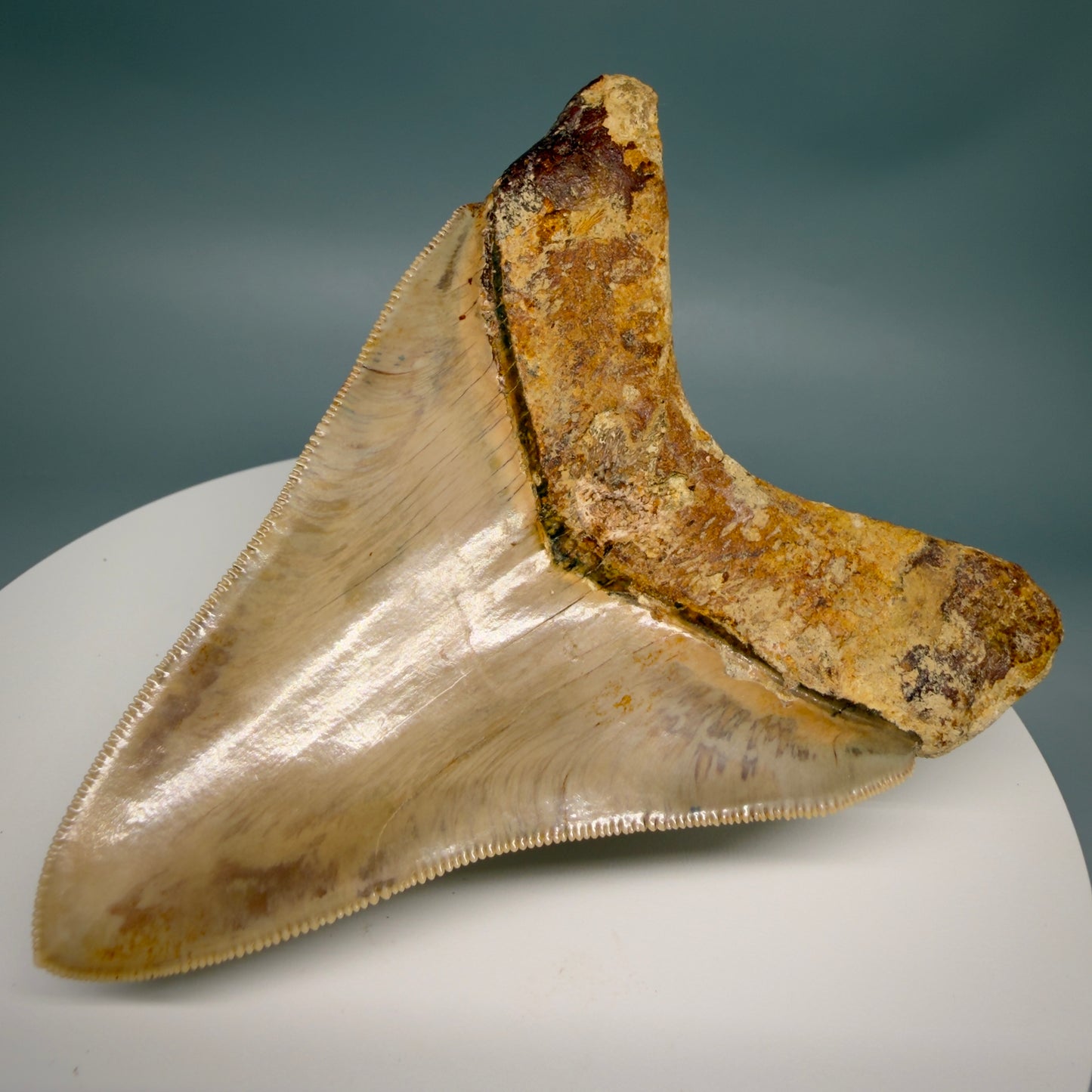 Back Right View Collector's quality 4.31" Colorful Fossil Megalodon Tooth from Indonesia MJ178 