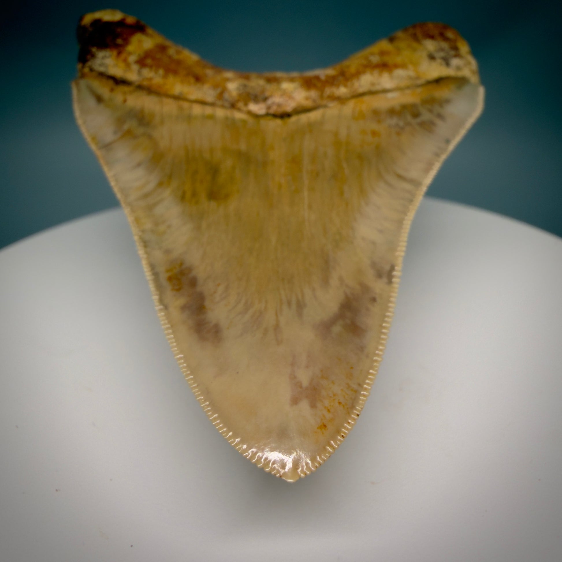 Tip Detail View Collector's quality 4.31" Colorful Fossil Megalodon Tooth from Indonesia MJ178 - 1