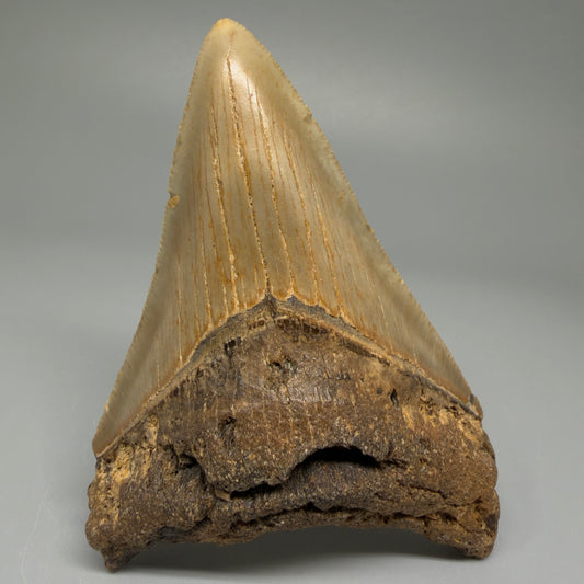 Front View Colorful 3.79" Fossil Megalodon Tooth from North Carolina CM5442