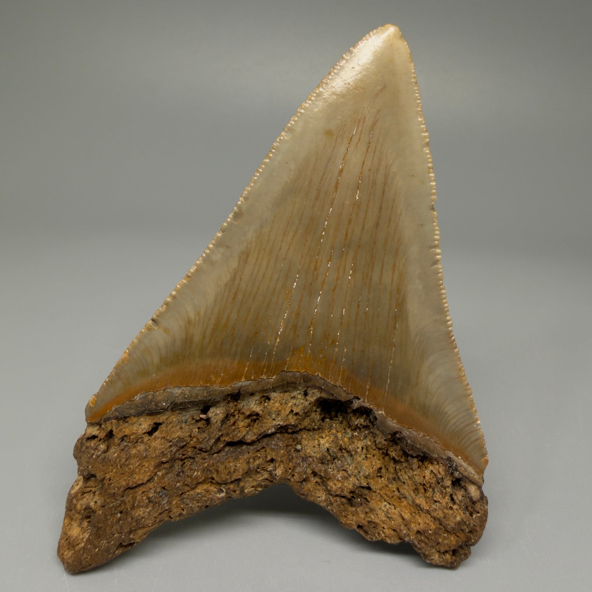 Back View Colorful 3.79" Fossil Megalodon Tooth from North Carolina CM5442
