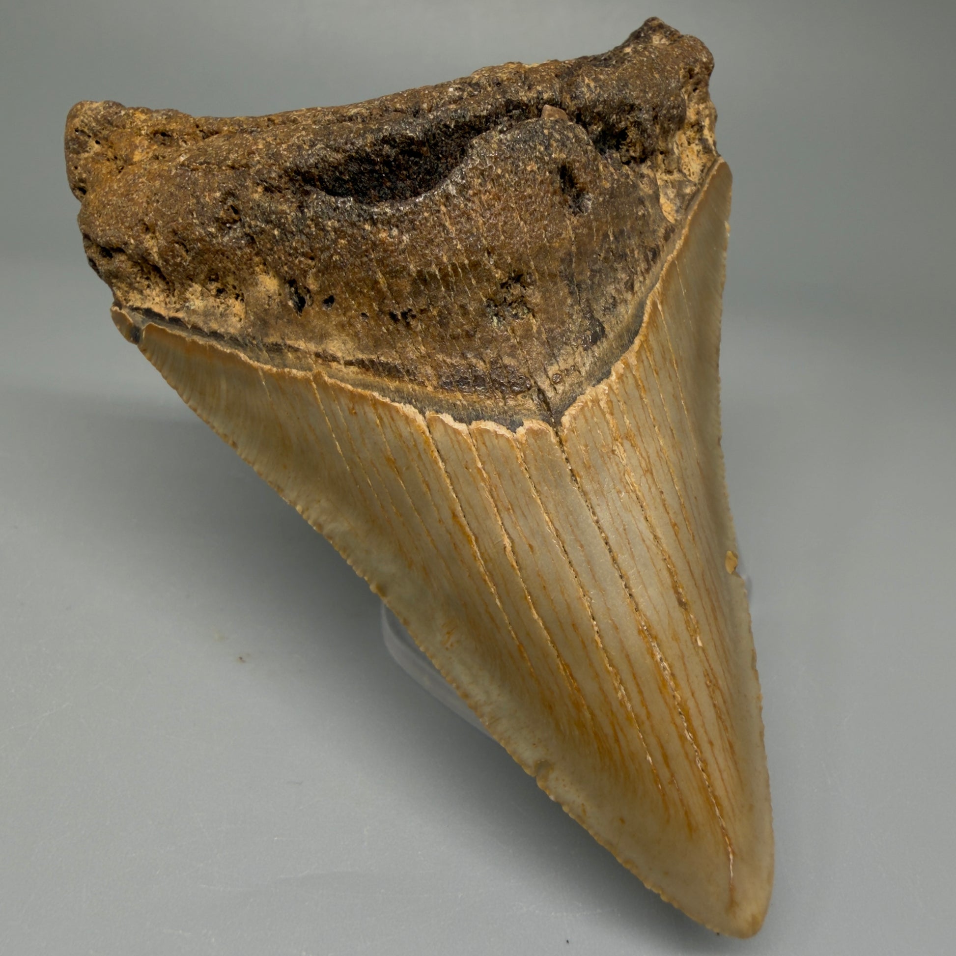 Front Left View Colorful 3.79" Fossil Megalodon Tooth from North Carolina CM5442