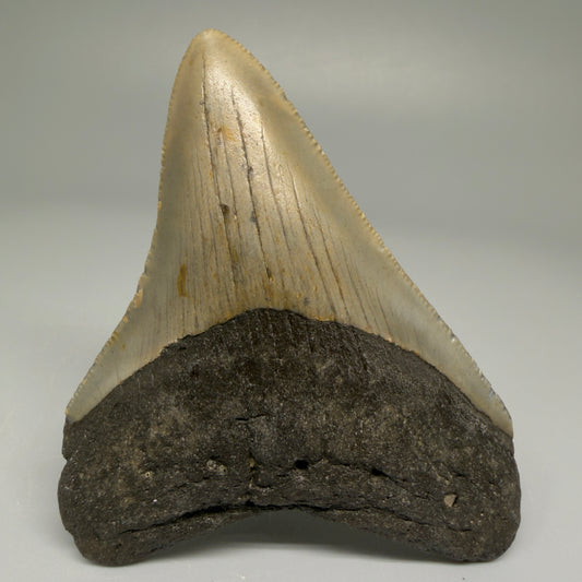 Front View Colorful 3.47" Fossil Megalodon Tooth from North Carolina CM5438 