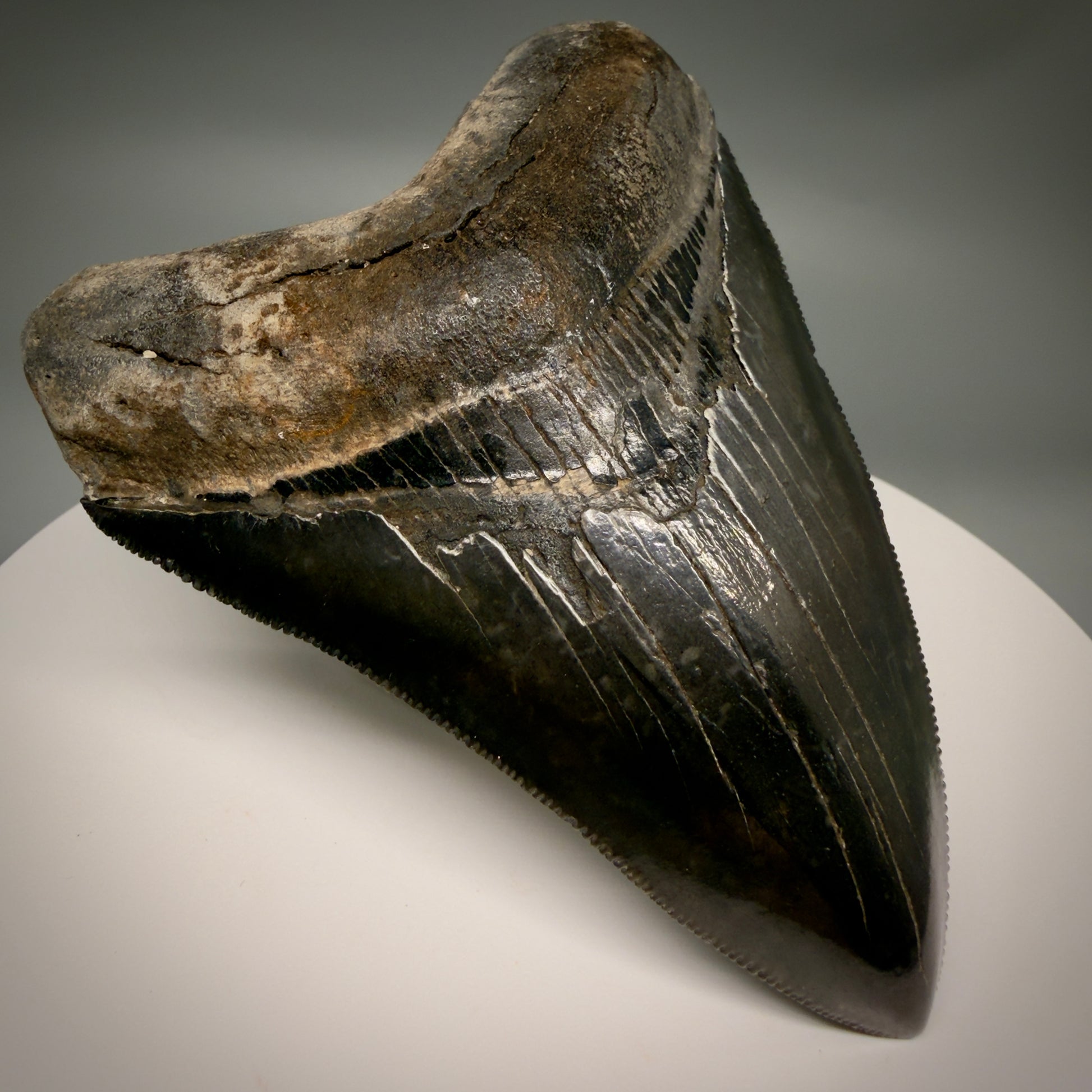 Front Left View Jet Black, sharply serrated 4.36" Fossil Megalodon Tooth from Georgia MJ177 