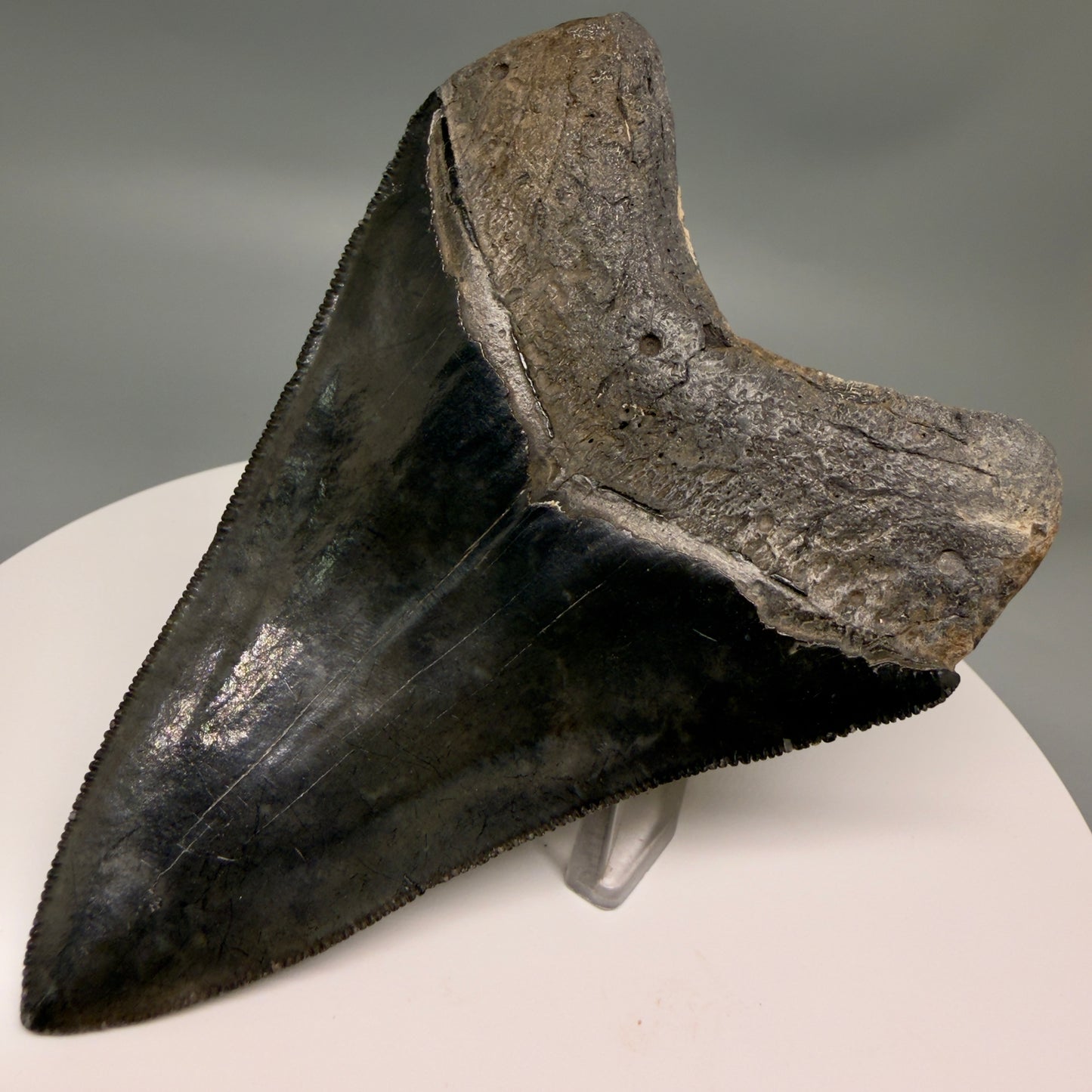 Back Right View Jet Black, sharply serrated 4.36" Fossil Megalodon Tooth from Georgia MJ177 