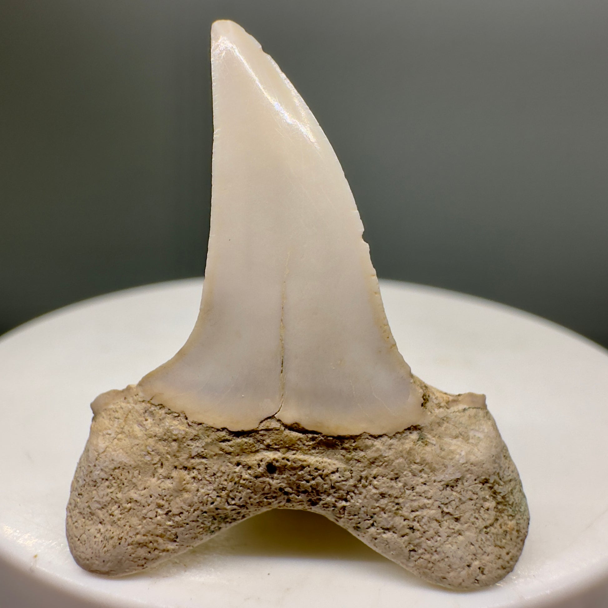 Upper lateral 1.38" Fossil Shortfin Mako - Isurus desori Shark Tooth from Summerville, SC M558 - Back