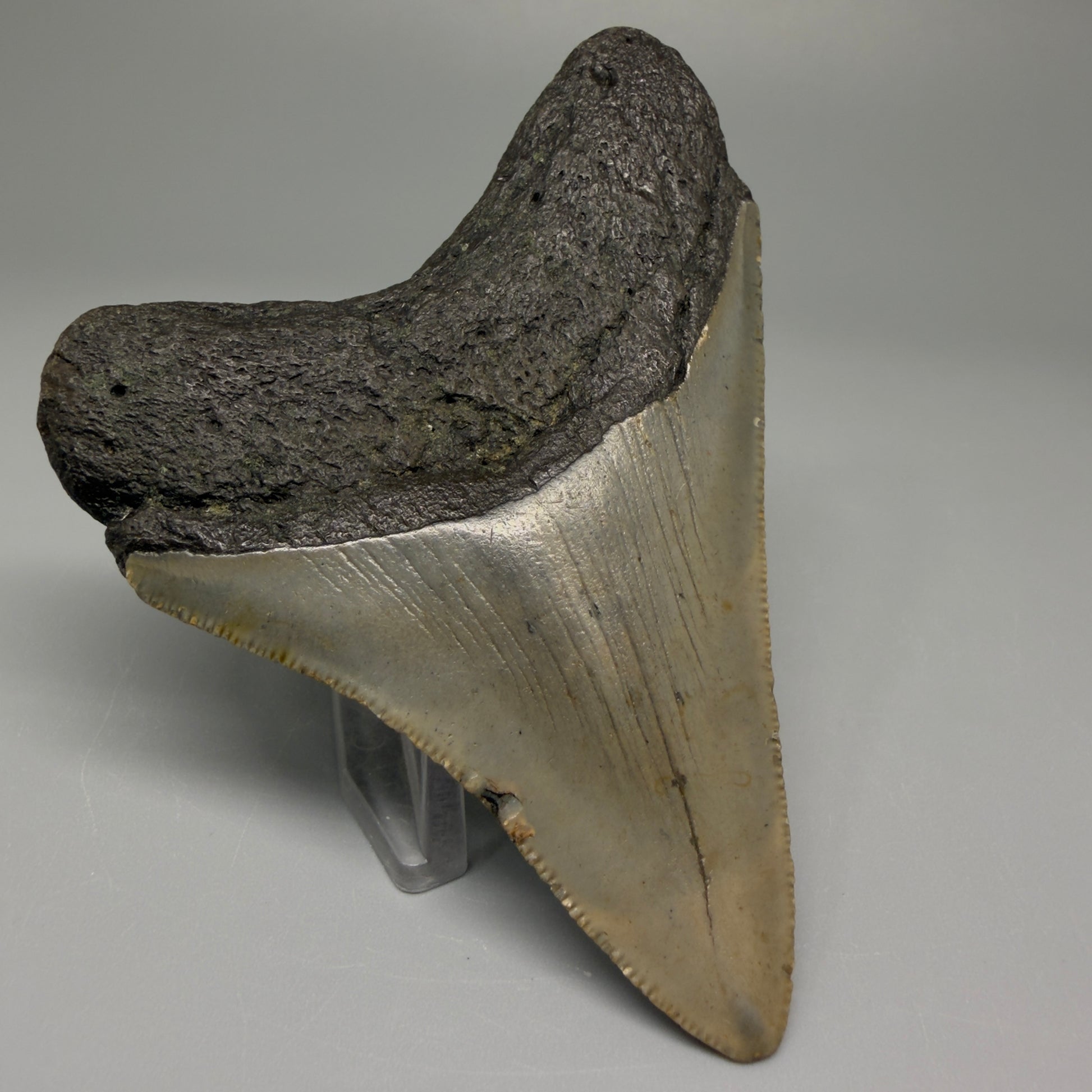 Back Right View Colorful 3.47" Fossil Megalodon Tooth from North Carolina CM5438 