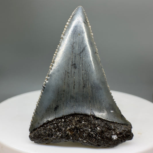 Affordable, serrated 1.45" Fossil Great White Shark Tooth - South Carolina River GW1135 - Front