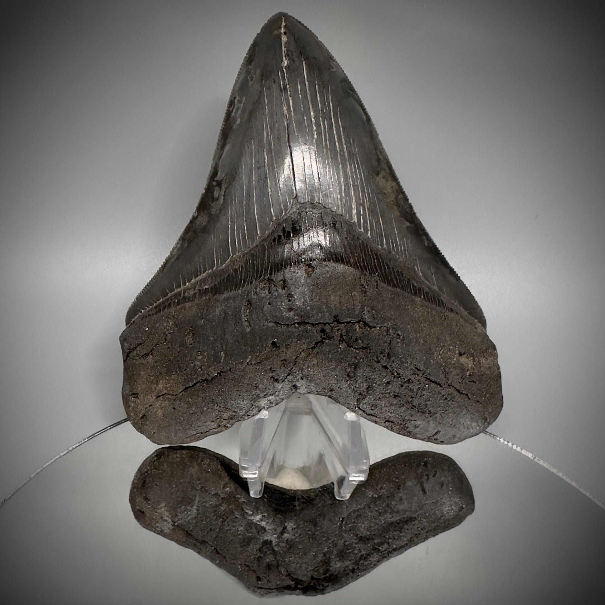 Collector's Quality, colorful 5.19" Fossil Megalodon Shark Tooth from South Carolina CM5186 - Front