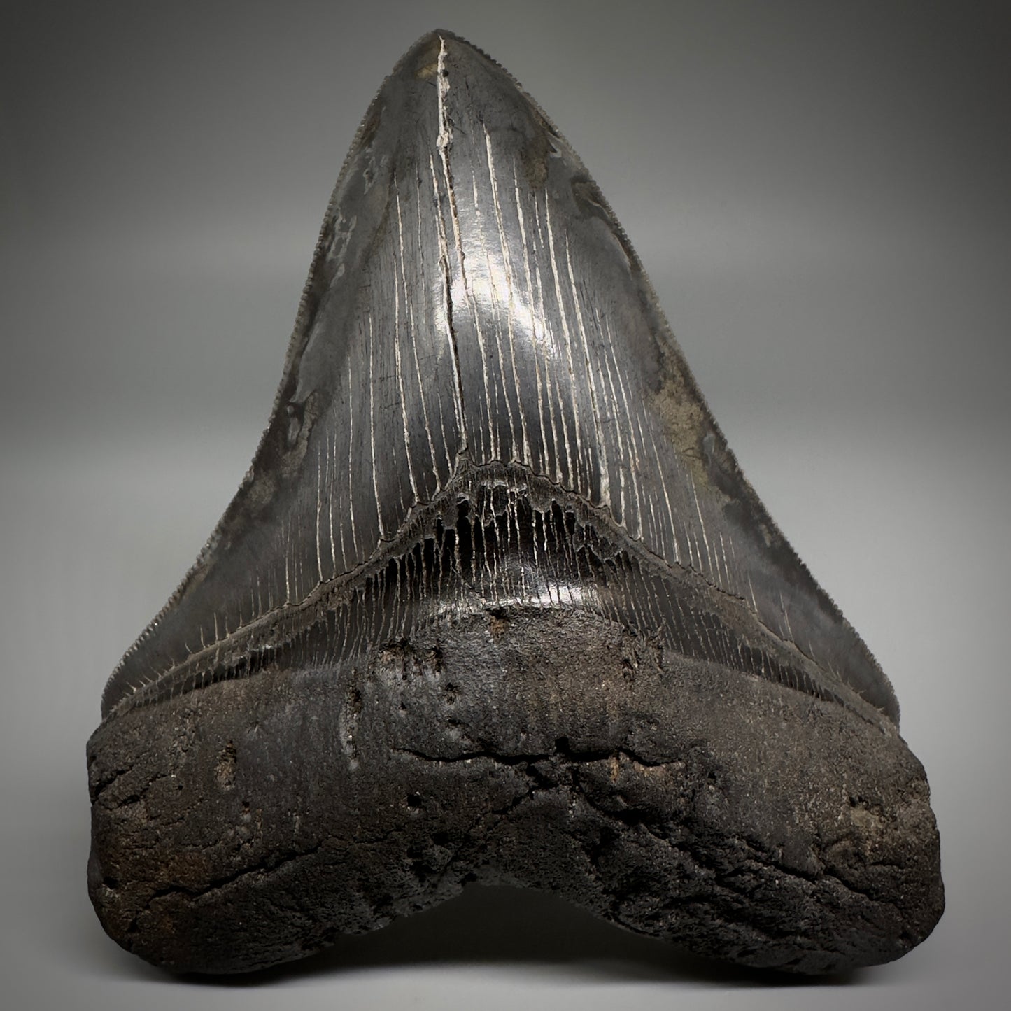 Collector's Quality, colorful 5.19" Fossil Megalodon Shark Tooth from South Carolina CM5186 - Front2