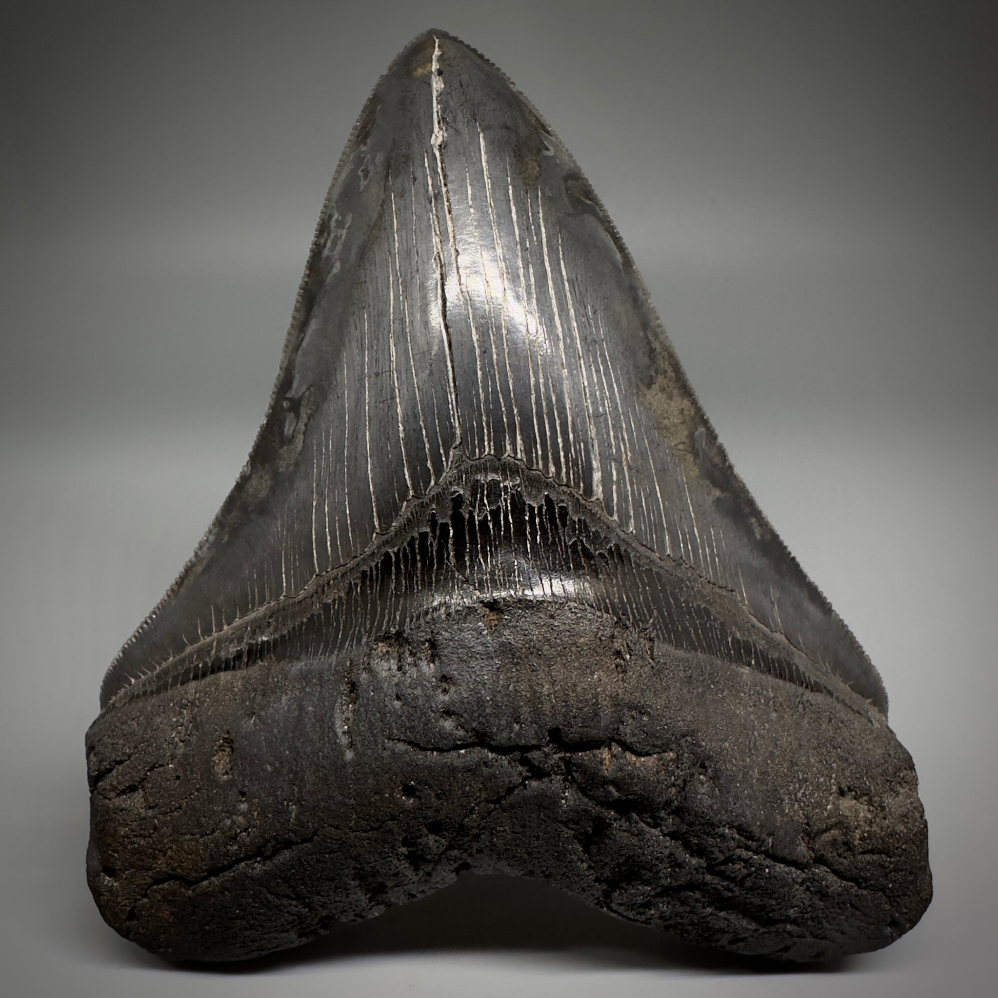 Collector's Quality, colorful 5.19" Fossil Megalodon Shark Tooth from South Carolina CM5186 - Front2