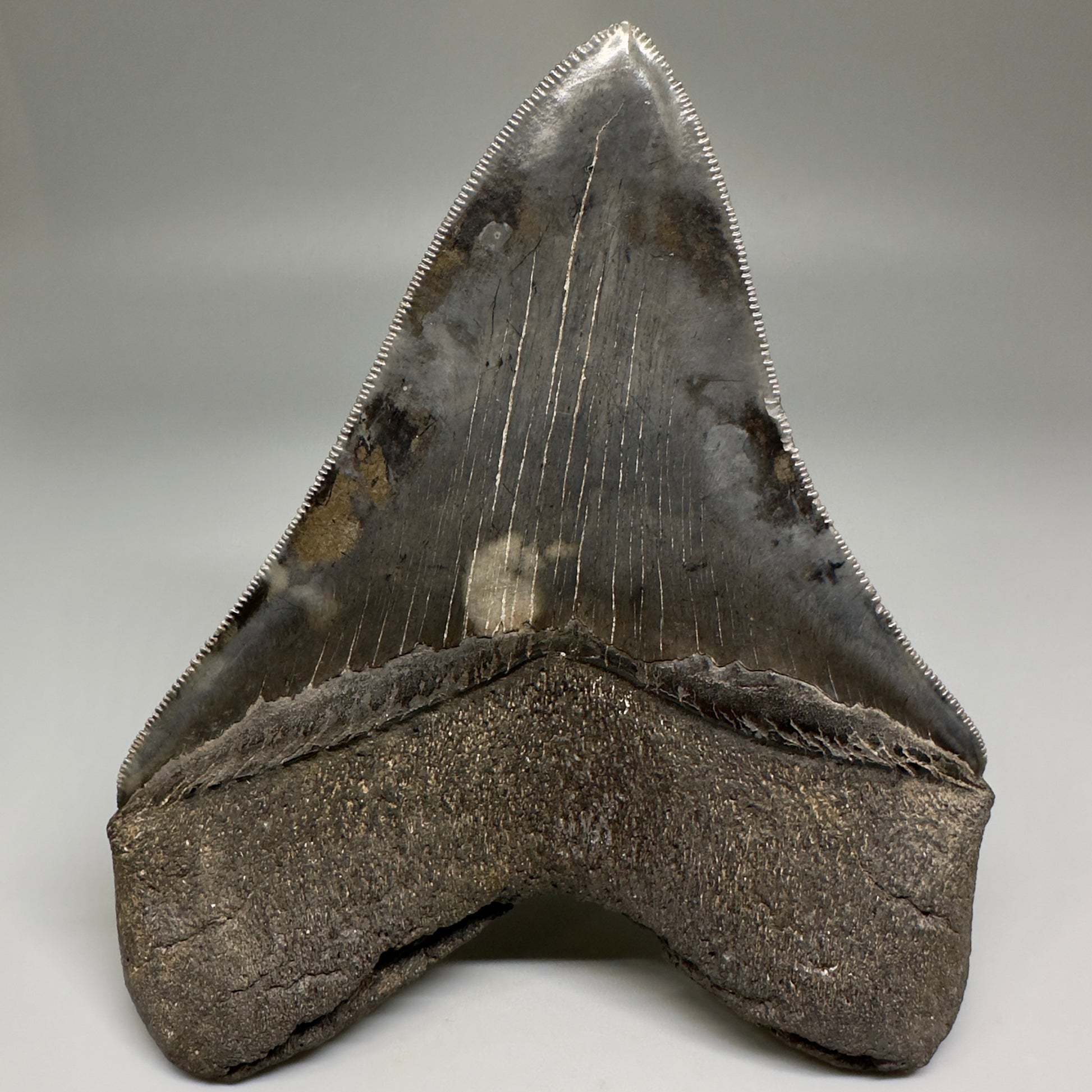 Collector's Quality, colorful 5.19" Fossil Megalodon Shark Tooth from South Carolina CM5186 - Back 
