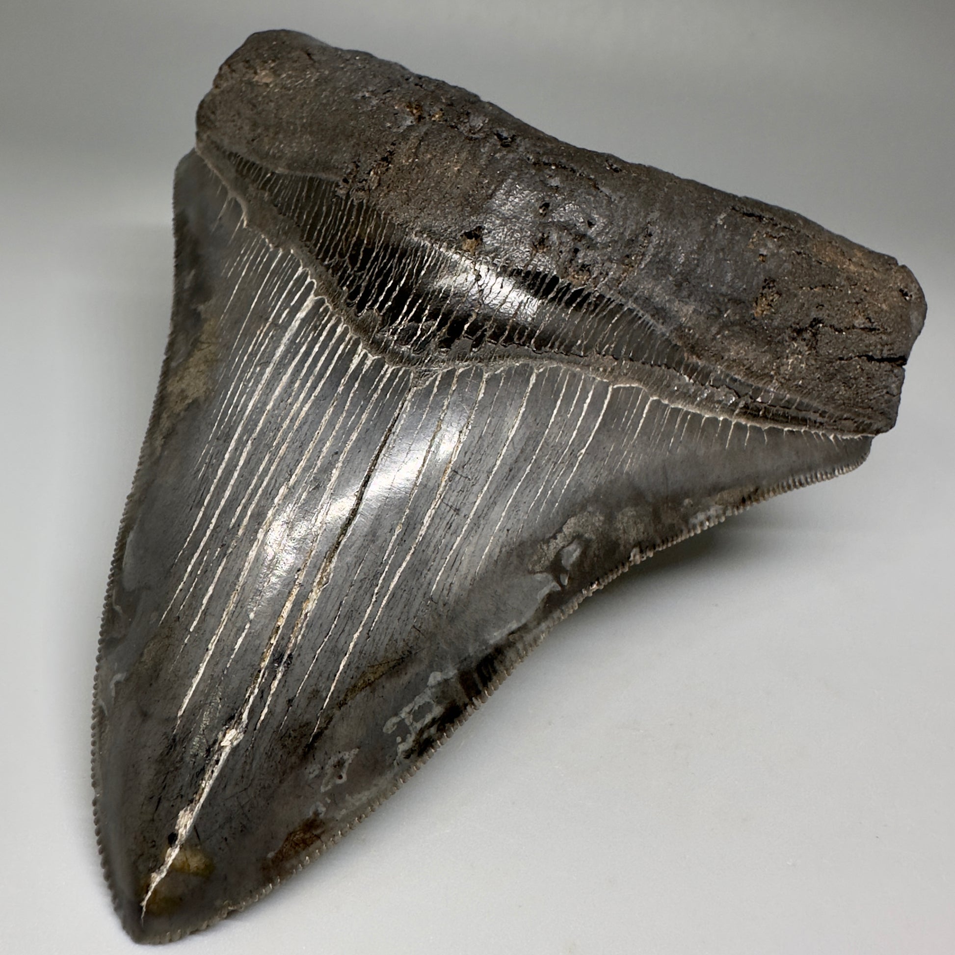 Collector's Quality, colorful 5.19" Fossil Megalodon Shark Tooth from South Carolina CM5186 - Front Right