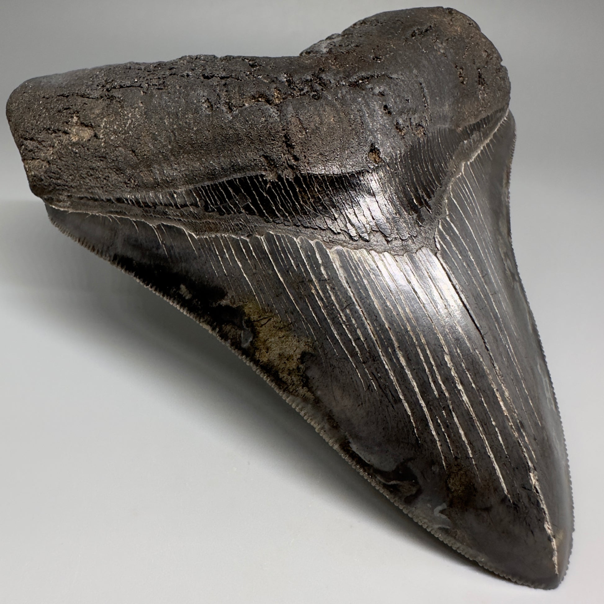 Collector's Quality, colorful 5.19" Fossil Megalodon Shark Tooth from South Carolina CM5186 - Front Left