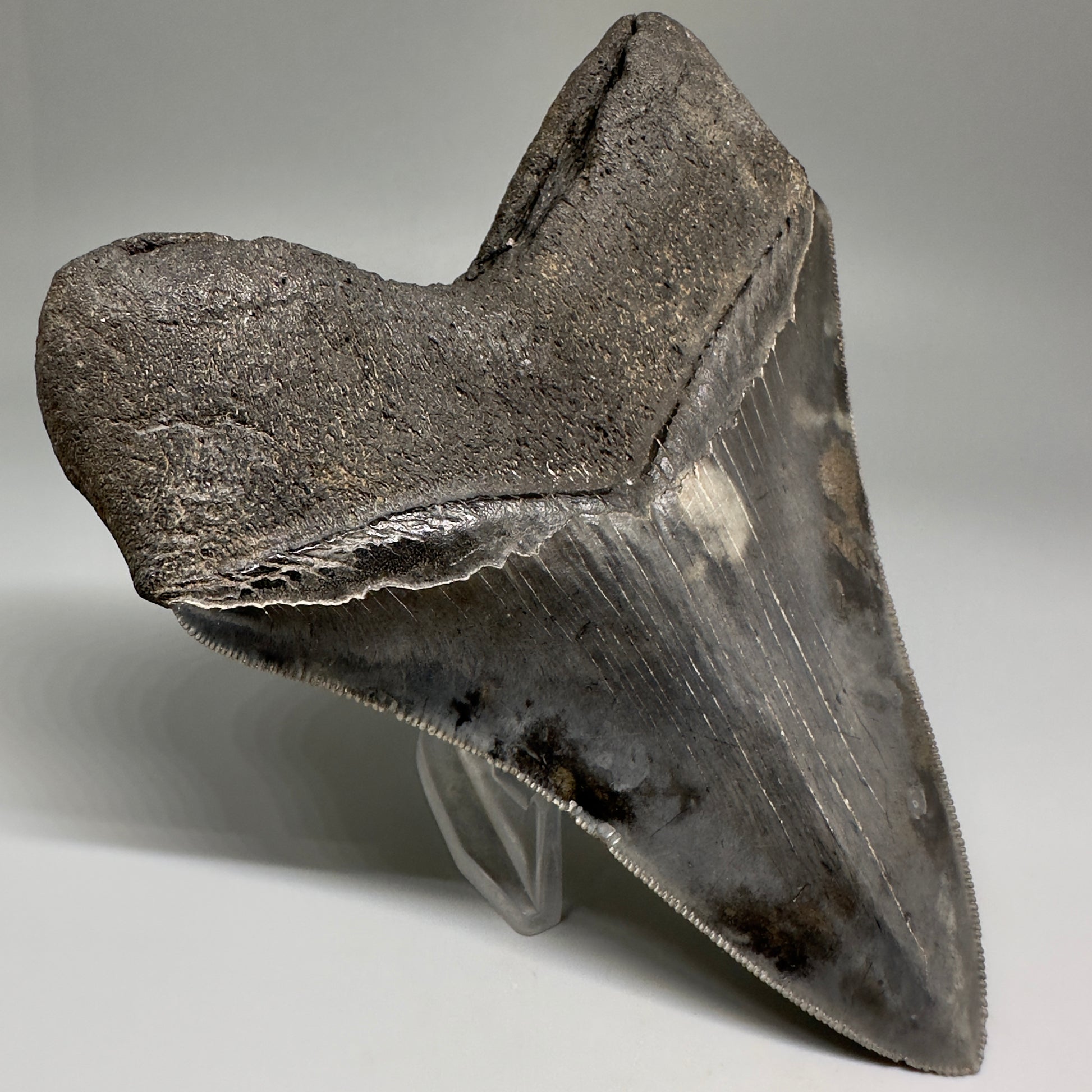 Collector's Quality, colorful 5.19" Fossil Megalodon Shark Tooth from South Carolina CM5186 - Back Left