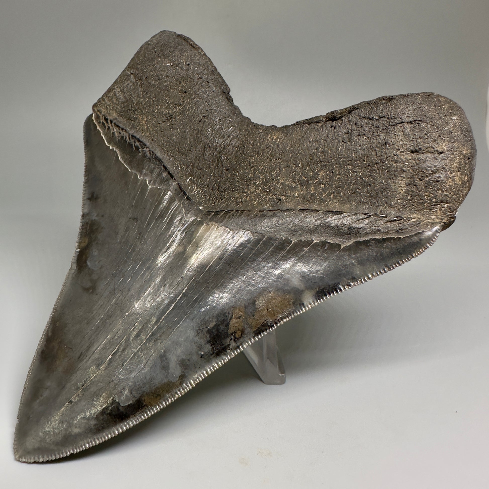 Collector's Quality, colorful 5.19" Fossil Megalodon Shark Tooth from South Carolina CM5186 - Back Left