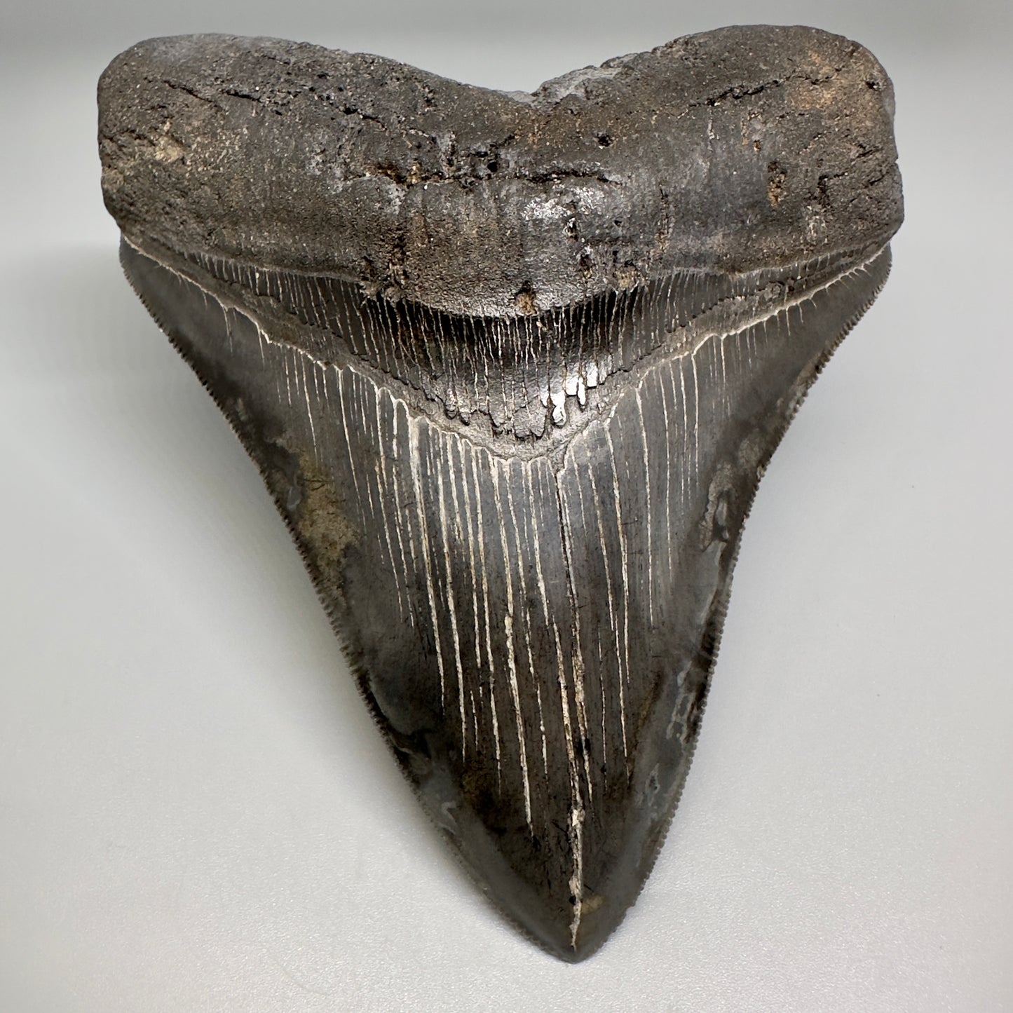 Collector's Quality, colorful 5.19" Fossil Megalodon Shark Tooth from South Carolina CM5186 - Front1