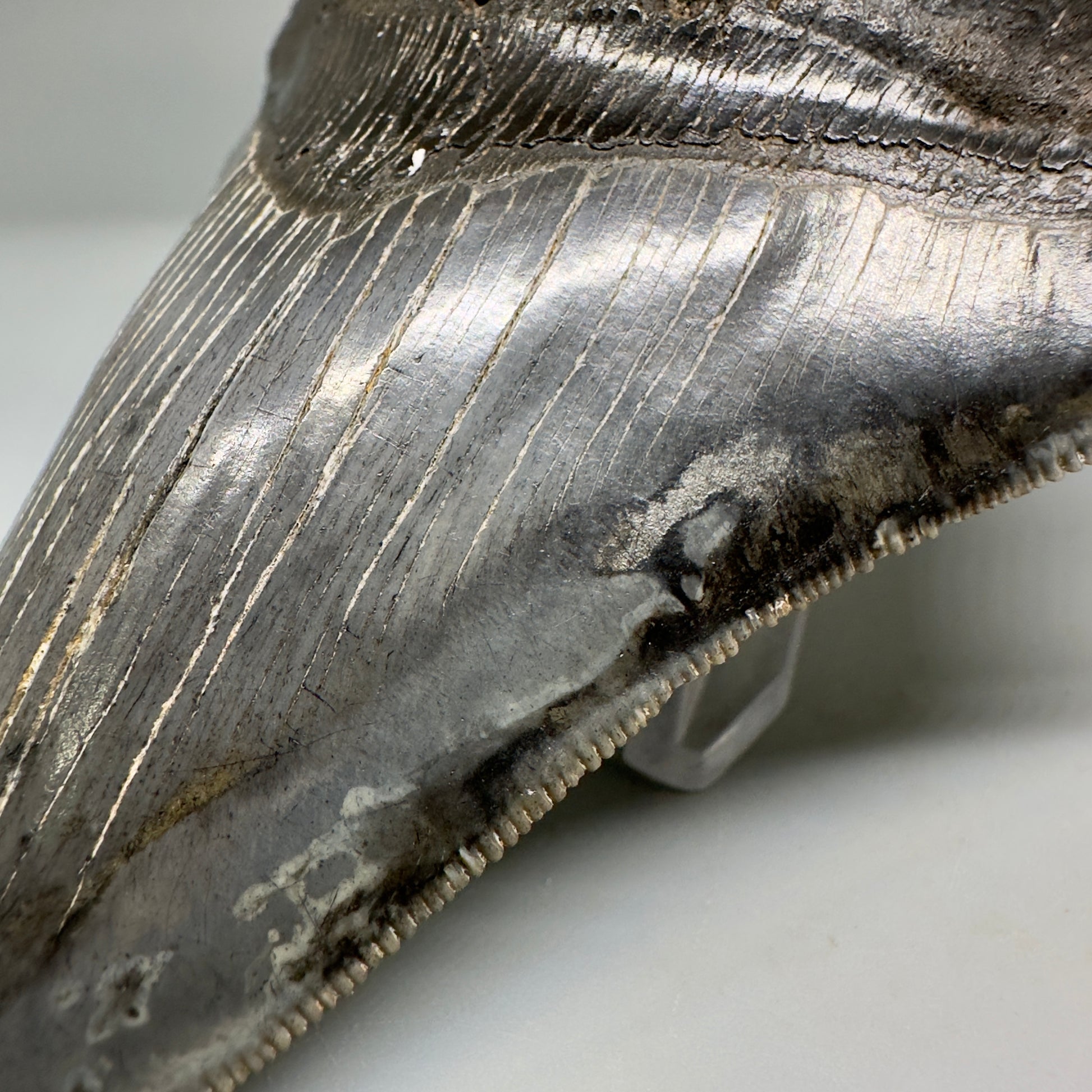 Collector's Quality, colorful 5.19" Fossil Megalodon Shark Tooth from South Carolina CM5186 - Front Color detail on the blade