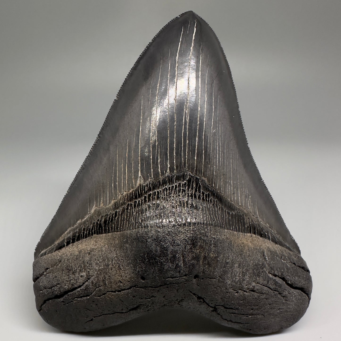 Collector's Quality, Dark colors 4.96" Fossil Megalodon Shark Tooth from South Carolina CM5185 - Front