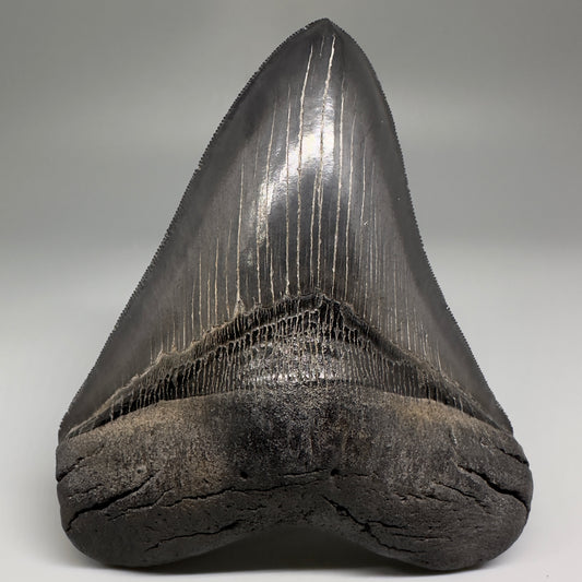Collector's Quality, Dark colors 4.96" Fossil Megalodon Shark Tooth from South Carolina CM5185 - Front
