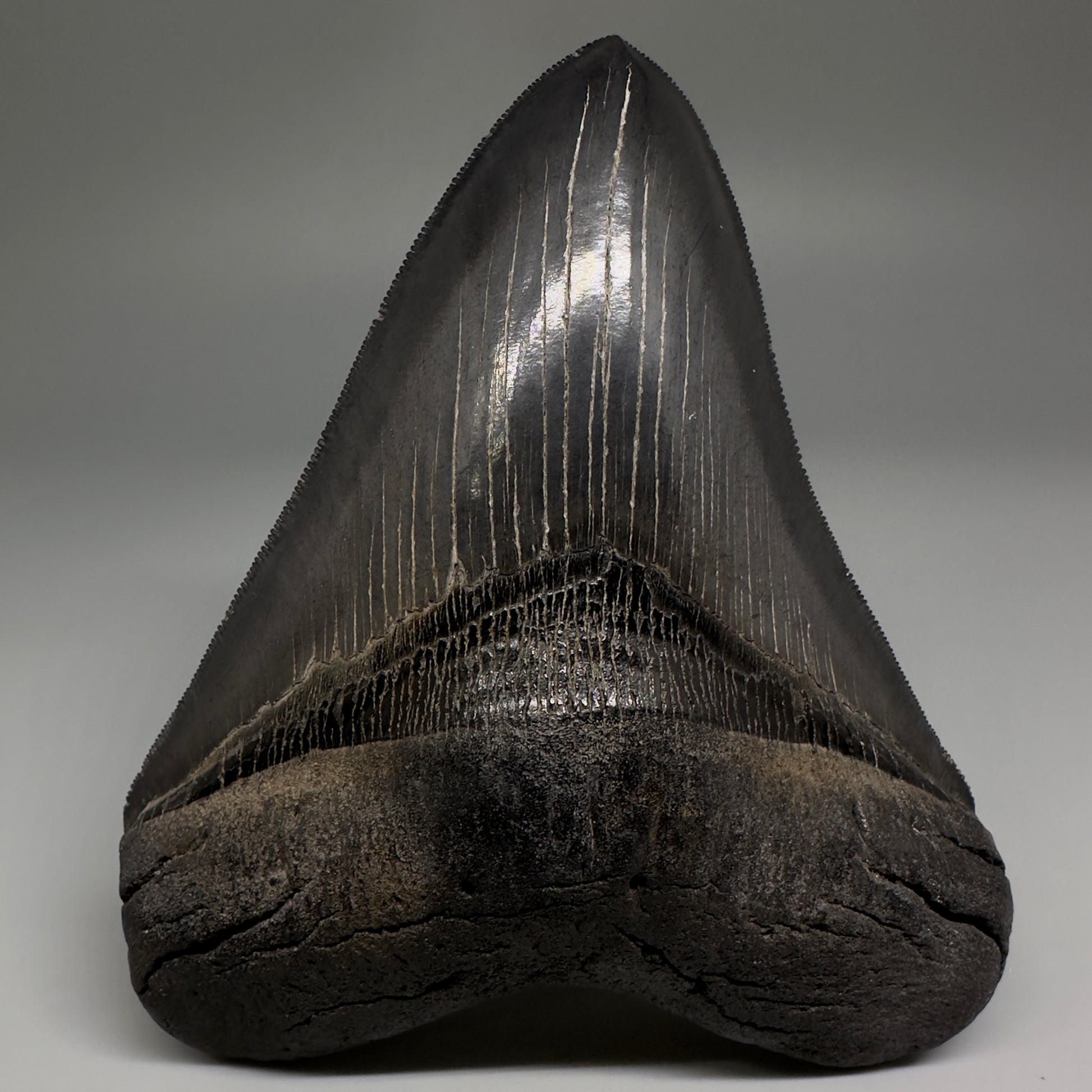 Collector's Quality, Dark colors 4.96" Fossil Megalodon Shark Tooth from South Carolina CM5185 - Front1