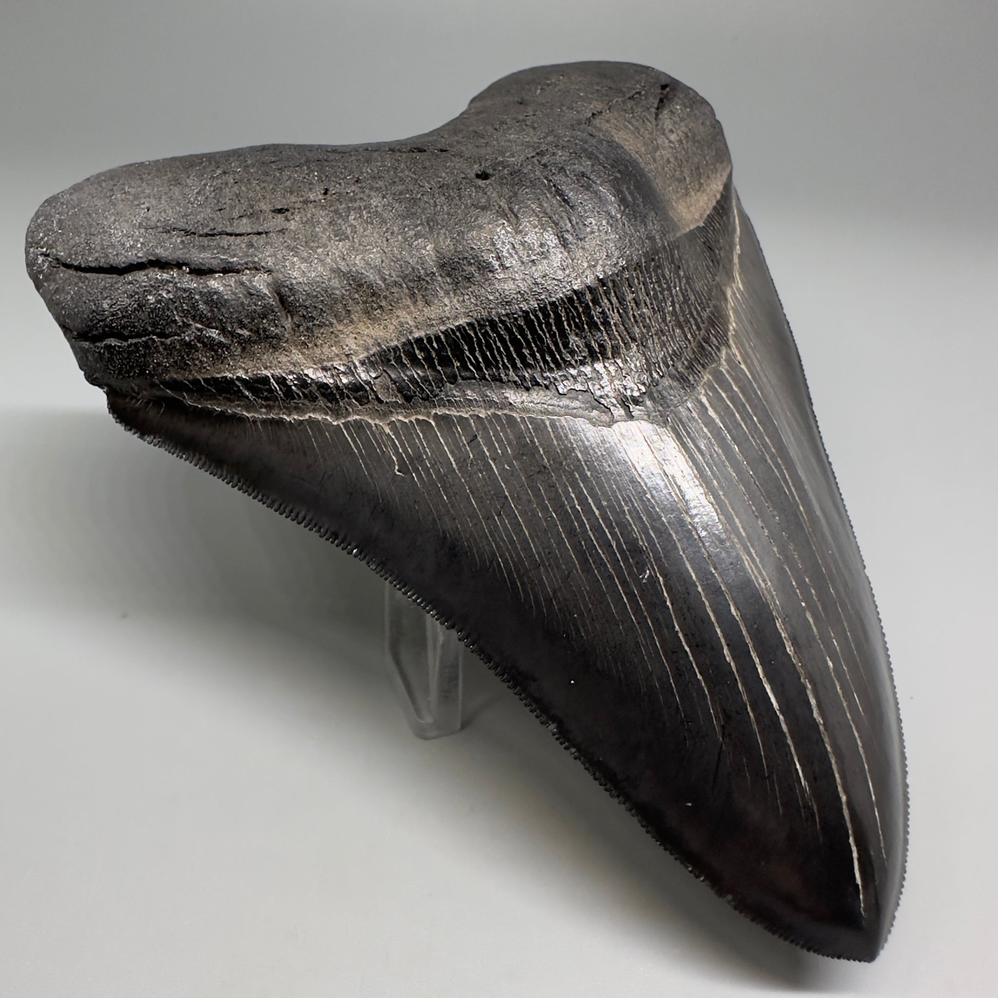 Collector's Quality, Dark colors 4.96" Fossil Megalodon Shark Tooth from South Carolina CM5185 - Front Left detail serrations